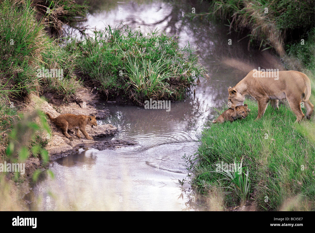 Löwin, die Förderung der kleinen Jungen zu springen über Stream Masai Mara National Reserve Kenia in Ostafrika 9. Serie von 11 Bildern Stockfoto