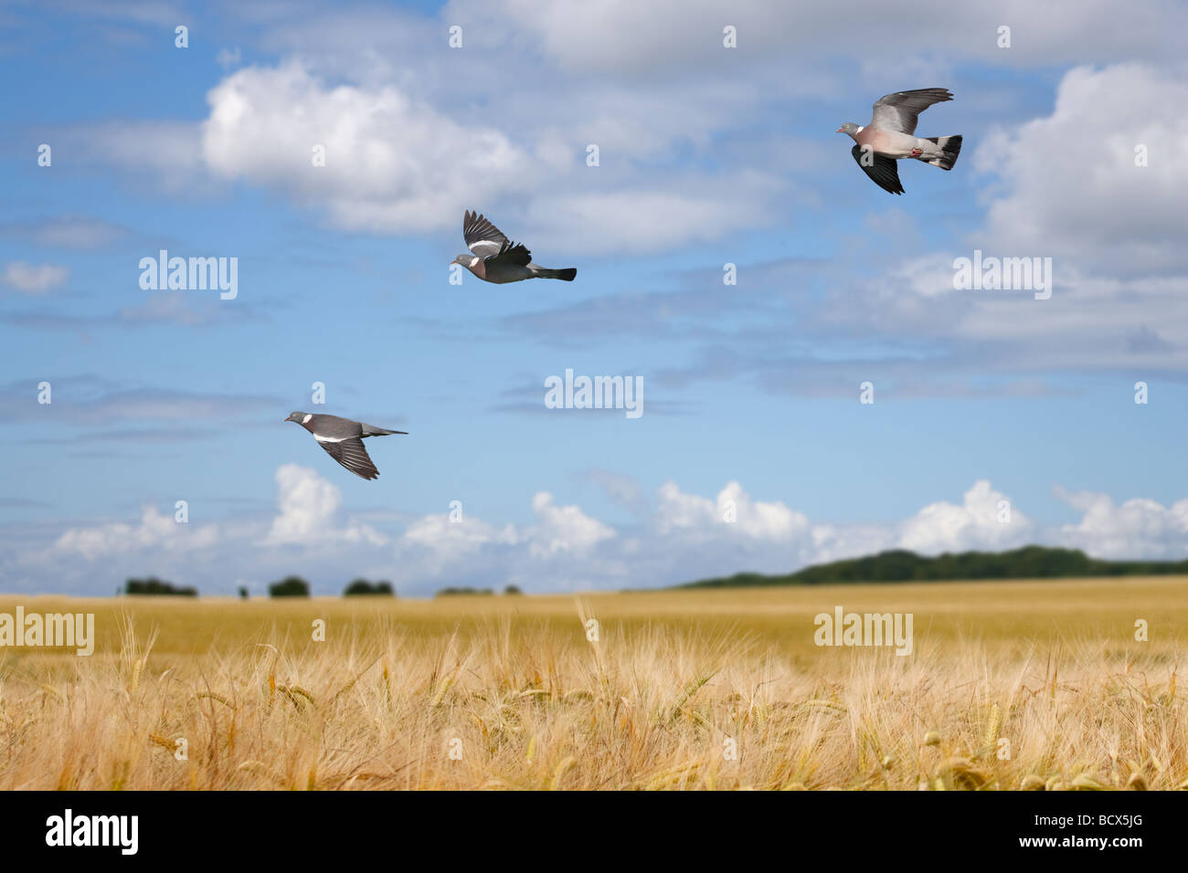 Ringeltauben Columba Palumbus überfliegen reifenden Getreide zur Erntezeit Stockfoto