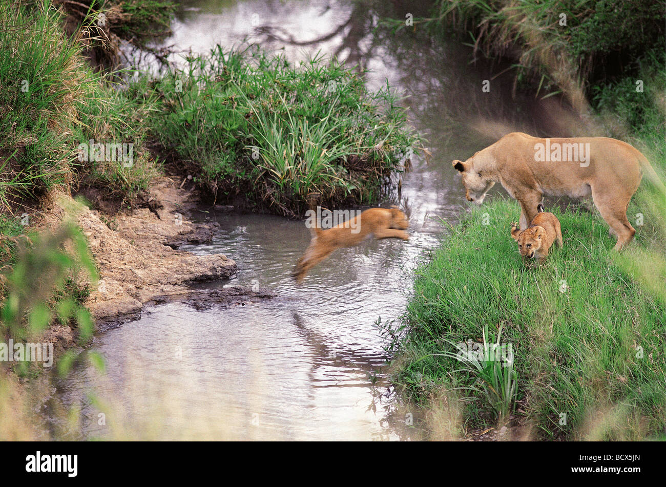 Löwin, die Förderung der kleinen Jungen zu springen über Stream Masai Mara National Reserve Kenia in Ostafrika 10. Serie von 11 Bildern Stockfoto