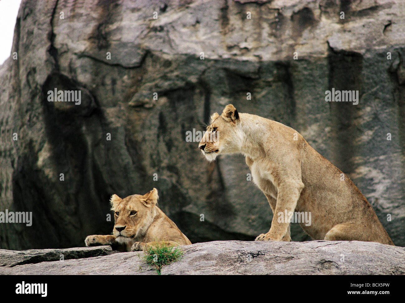 Zwei Löwinnen blicken von den Felsen auf einem Kopje Serengeti Nationalpark Tansania Ostafrika Stockfoto