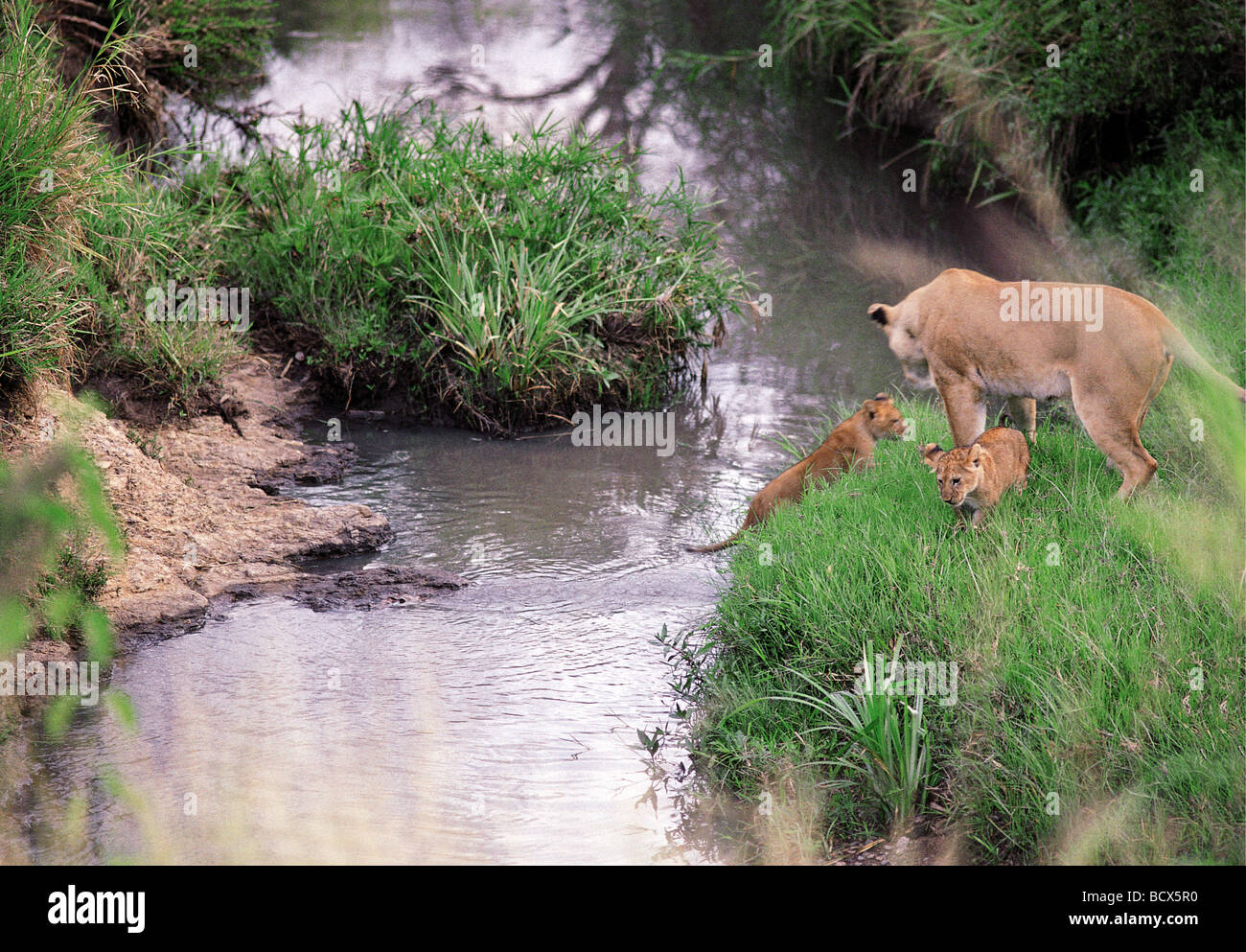 Löwin, die Förderung der kleinen Jungen zu springen über Stream Masai Mara National Reserve Kenia in Ostafrika 11. Serie von 11 Bildern Stockfoto