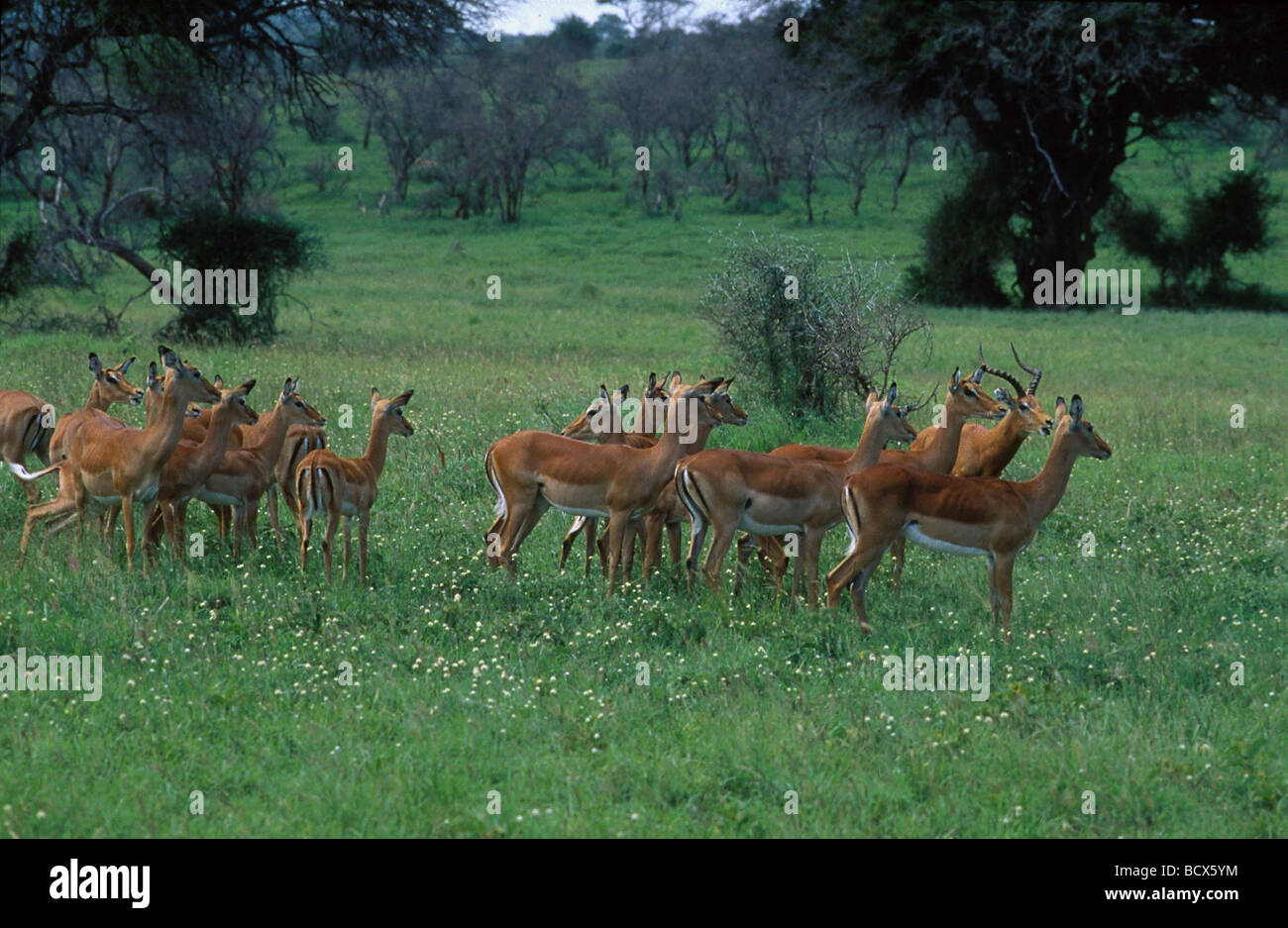 Impala-Herde Stockfoto