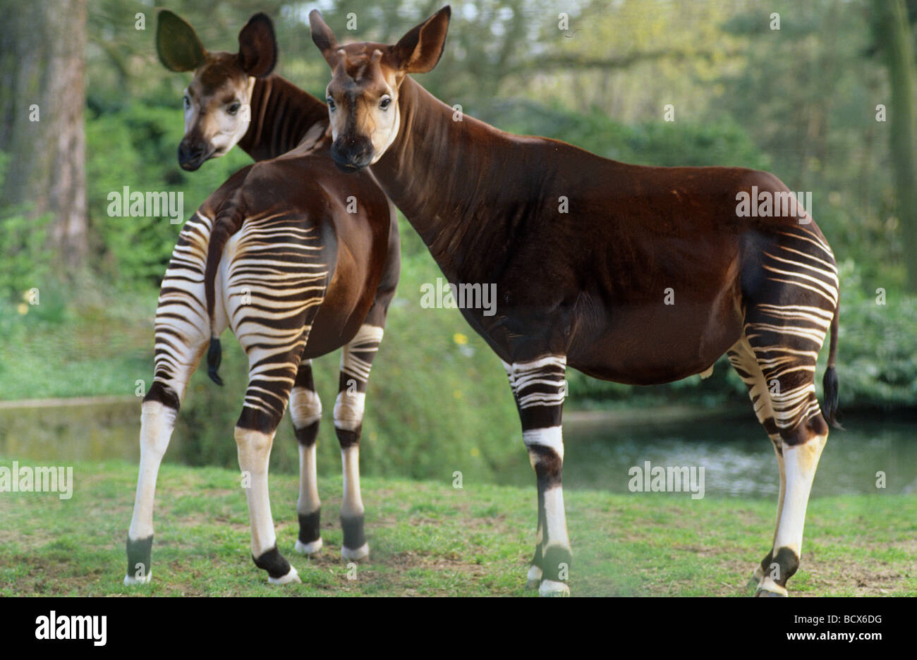 Okapi (Okapia johnstoni). Zwei Personen in einem Zoo stehend Stockfoto