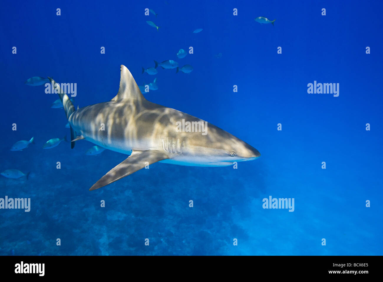 Caribbean Reef Shark Carcharhinus Perezi Grand Bahama Bahamas Atlantik Stockfoto