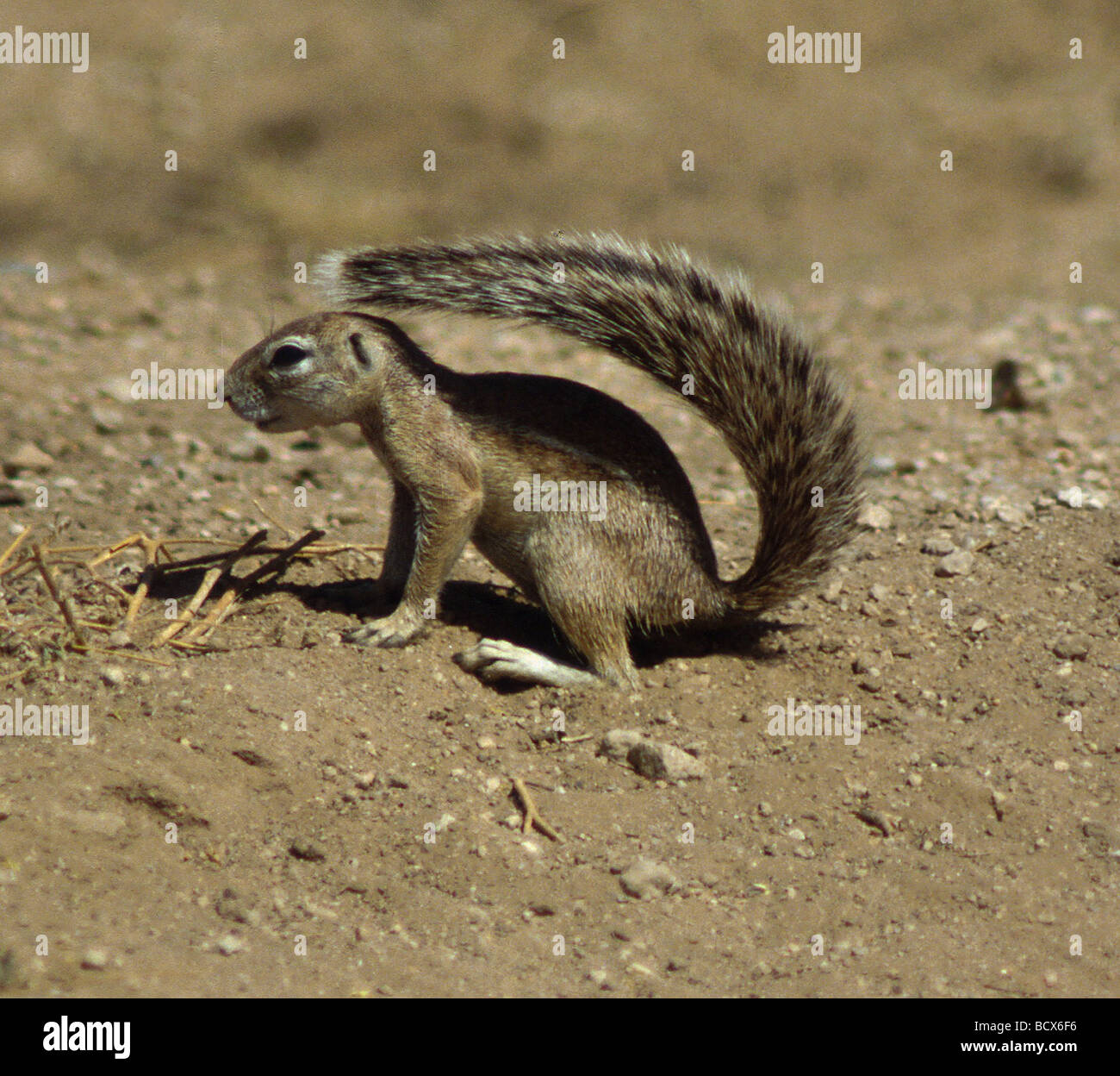 Xerus Rutilus / Ungestreifte Ziesel Stockfoto