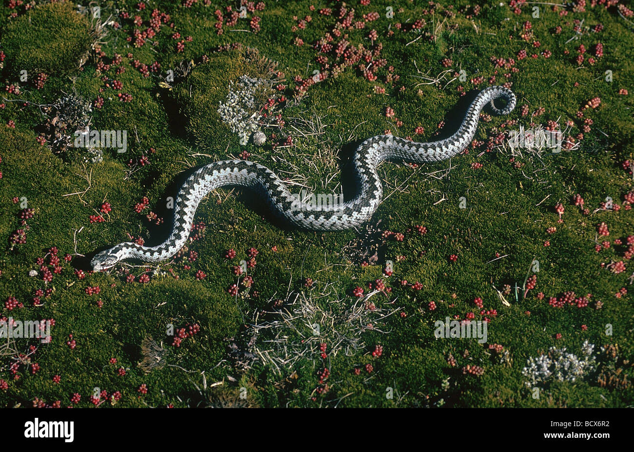 Addierer, gemeinsame europäische Viper auf Stein / Vipera Berus Stockfoto