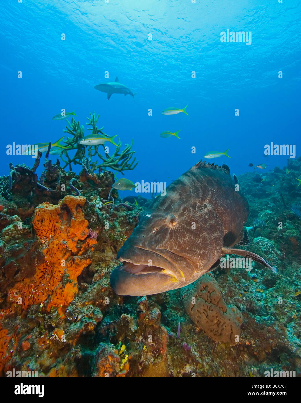 Nassau-Zackenbarsch Epinephelus Striatus Grand Bahama Bahamas Atlantik Stockfoto
