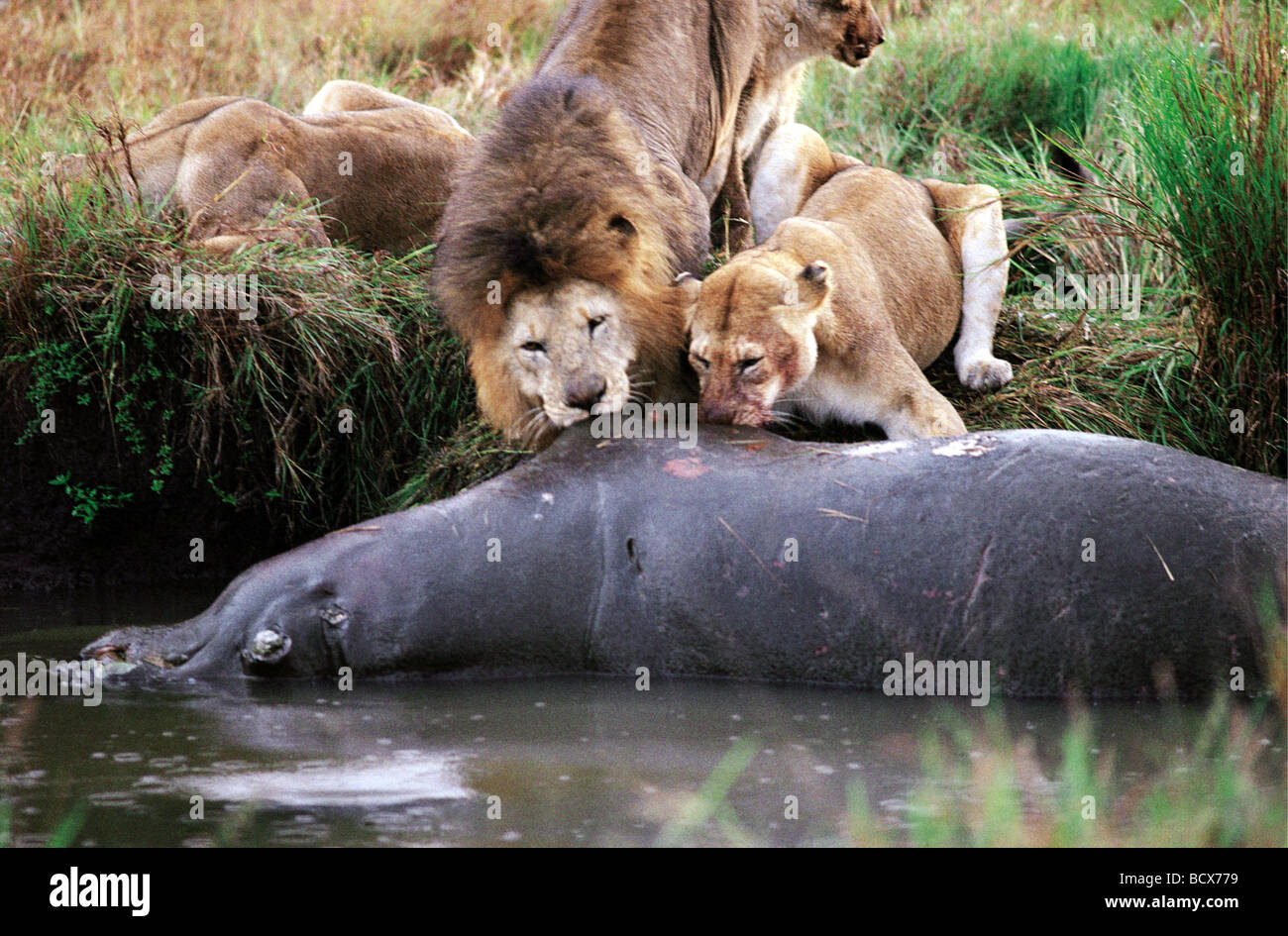 Männlicher Löwe und Löwin stolz Fütterung auf tote Hippo Serengeti Nationalpark Tansania Ostafrika Stockfoto