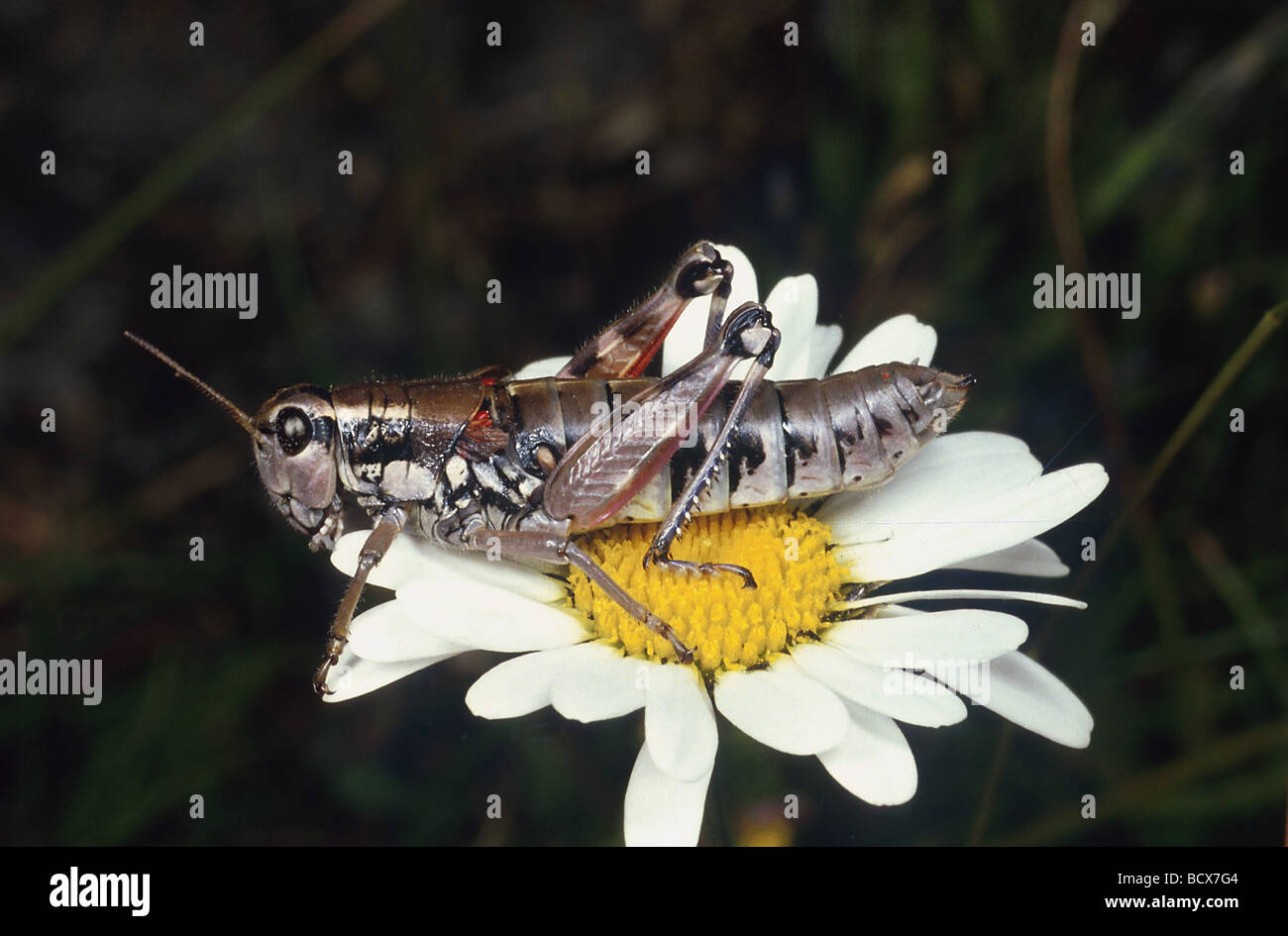 Podisma Pedestris / brown Mountain Grashopper Stockfoto