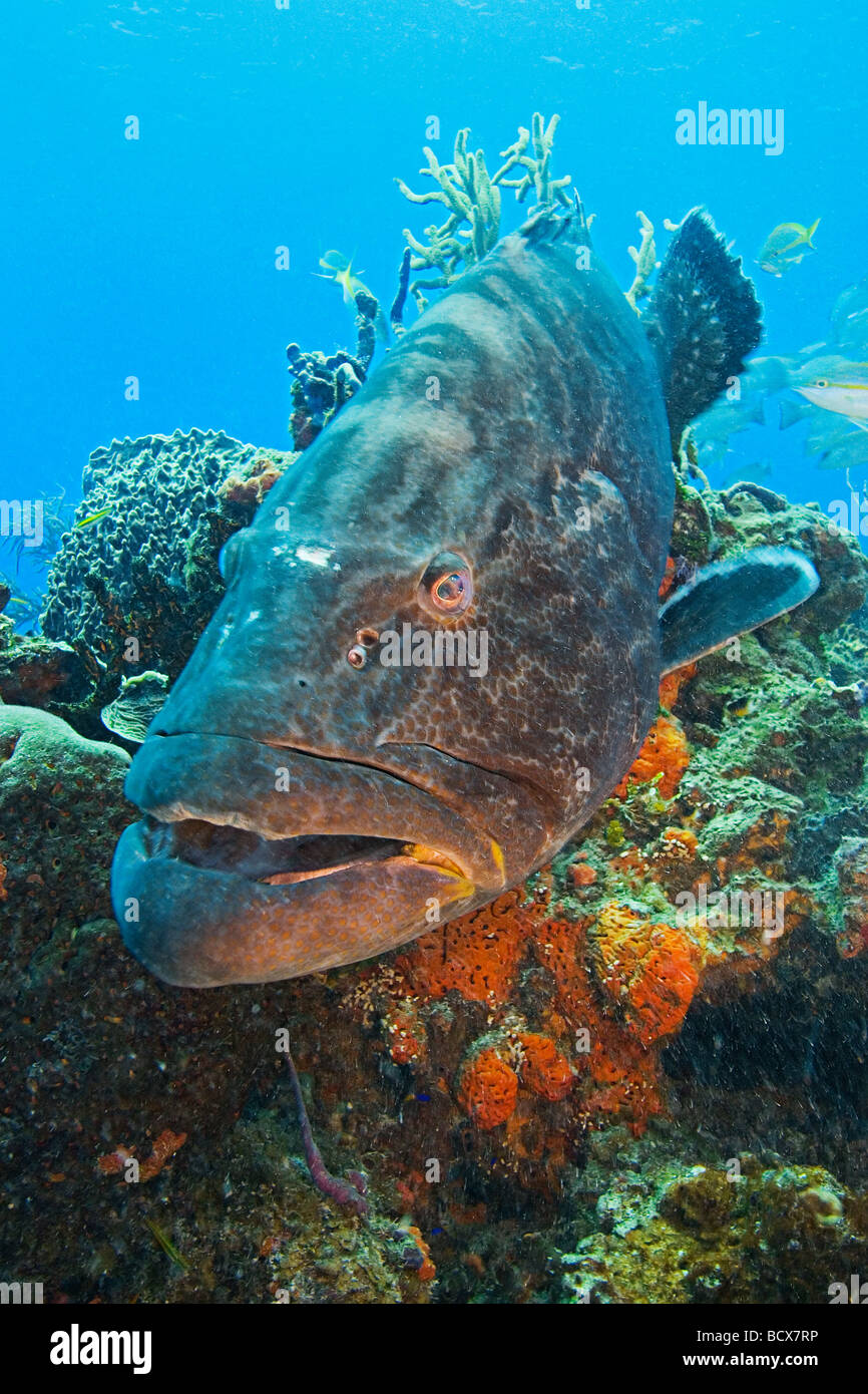 Black Grouper Mycteroperca Bonaci Grand Bahama Bahamas Atlantik Stockfoto