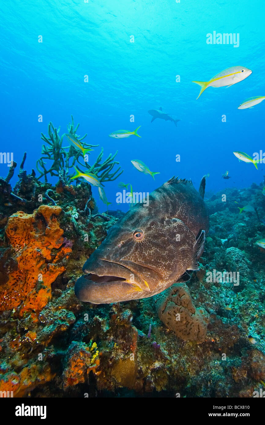 Black Grouper Mycteroperca Bonaci Grand Bahama Bahamas Atlantik Stockfoto