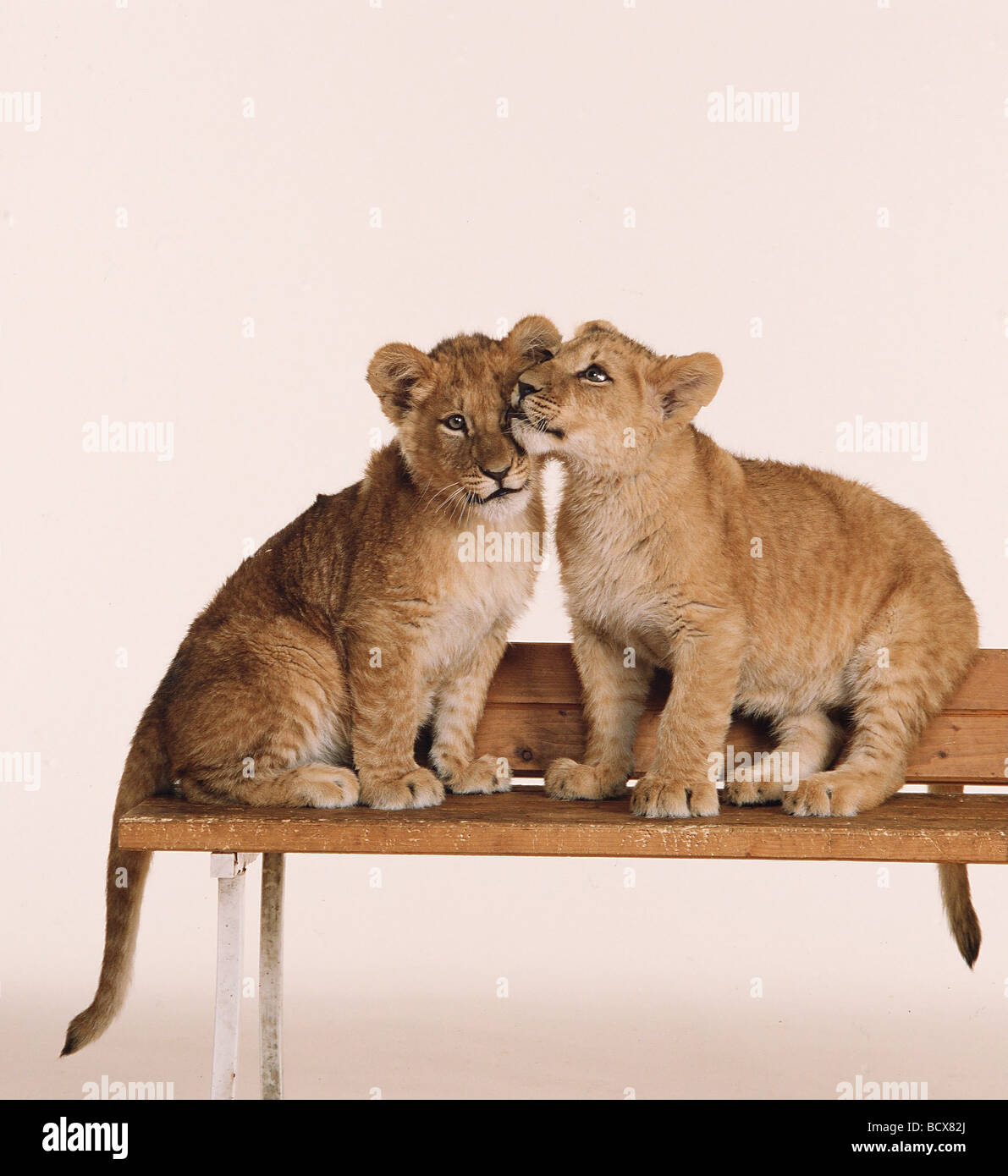 Lion Cubs Stockfoto