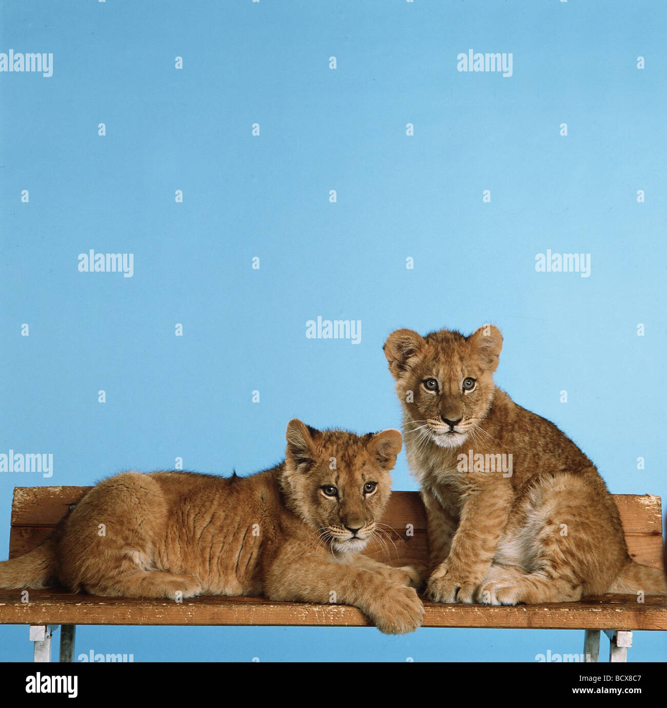 zwei Löwenbabys Stockfoto