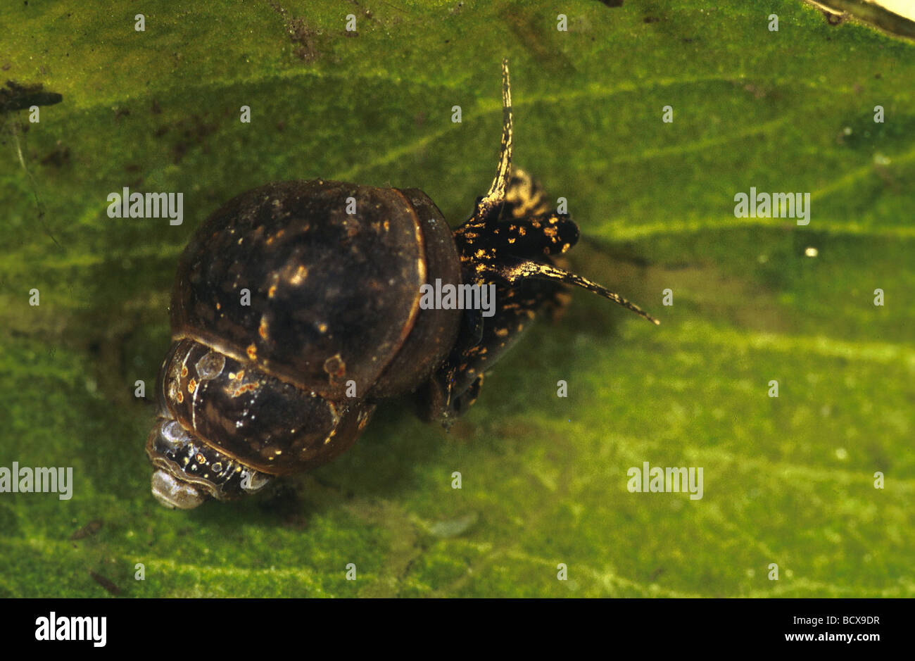 Bithynien Tentaculata / gemeinsame Bithynien, Wasserhahn Schnecke Stockfoto