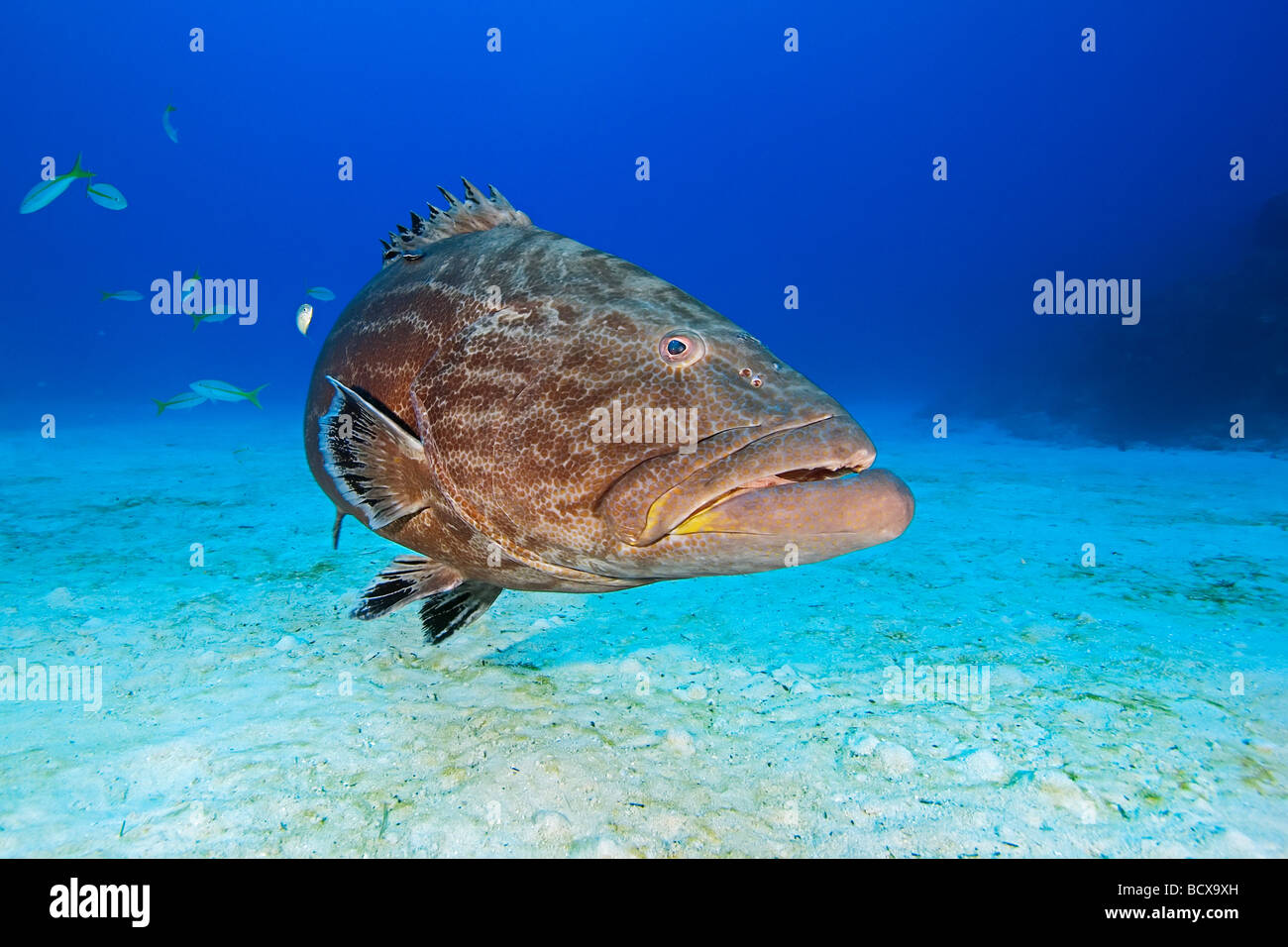 Black Grouper Carcharhinus Perezi Mycteroperca Bonaci Grand Bahama Bahamas Atlantik Stockfoto