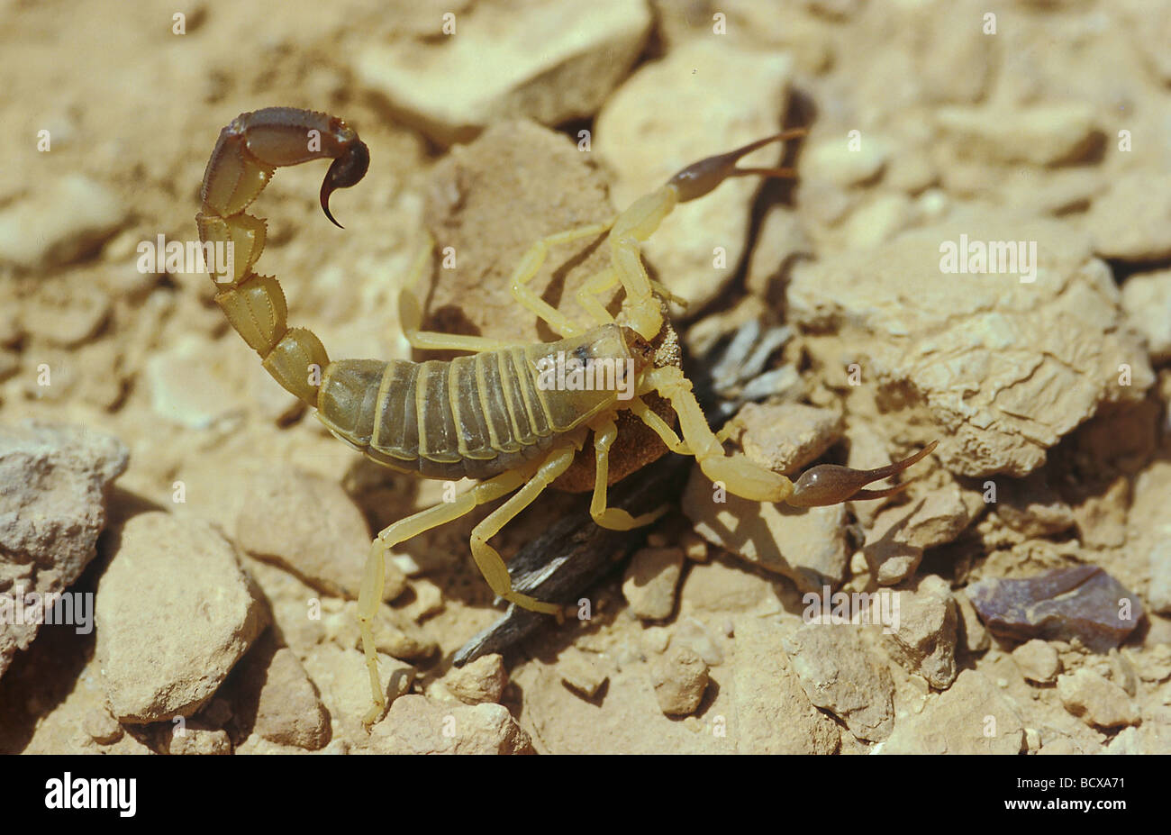 Androctonus Australis / Fett-tailed Skorpion Stockfoto