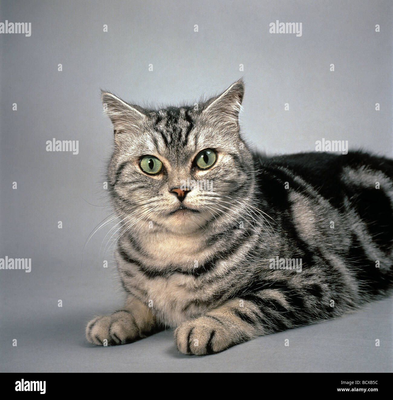 Britisch Kurzhaar - schwarz gestromt Stockfoto