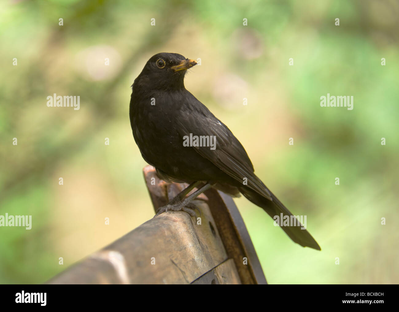 Männliche Amsel "Turdus Marula ruht auf einer Gartenbank. Stockfoto