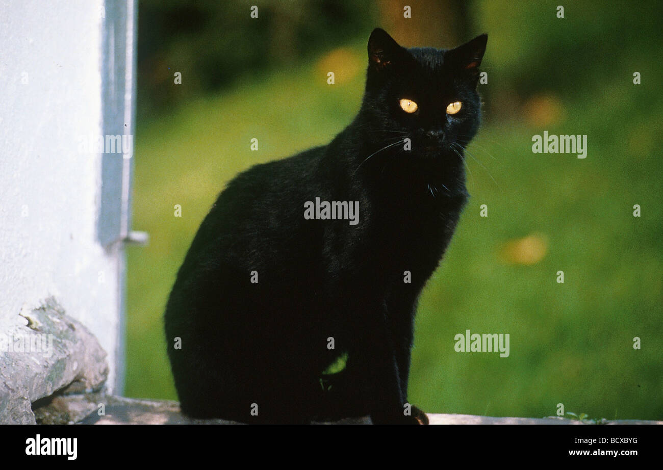 Hauskatze. Schwarze Katze, die an einer Wand sitzt Stockfoto