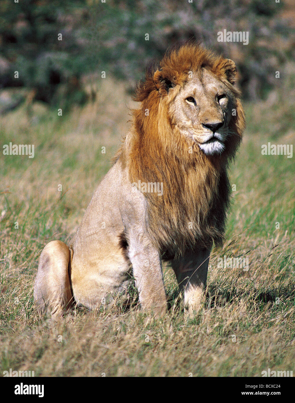 Große Warnung Reifen männlichen Löwen mit feinen blonden Mähne sitzen mit Kopf nach oben Blick in Ferne Serengeti Nationalpark, Tansania Stockfoto