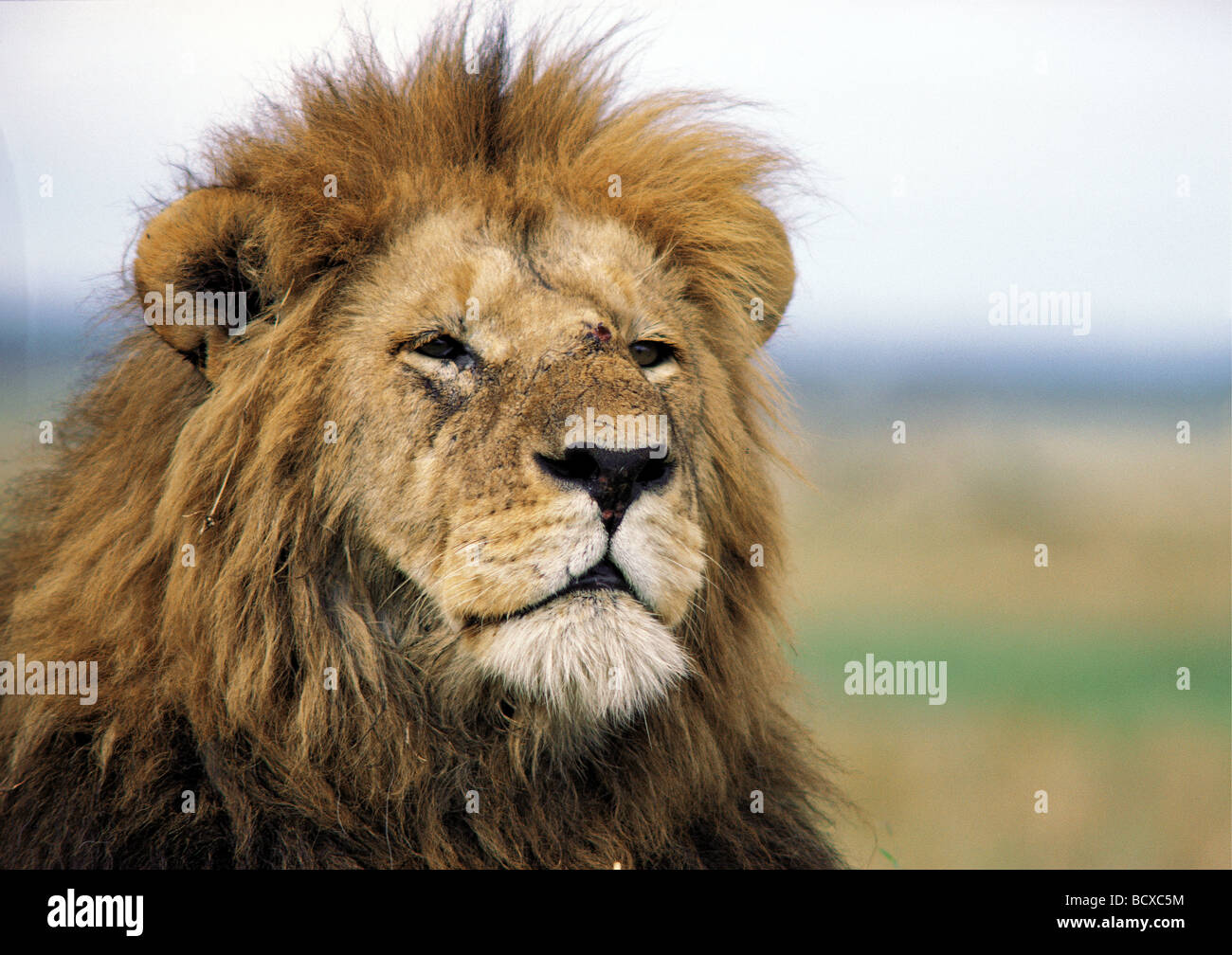 Porträt von alert Reifen männlichen Löwen mit feinen Mähne Blick in Ferne Masai Mara National Reserve Kenia in Ostafrika Stockfoto
