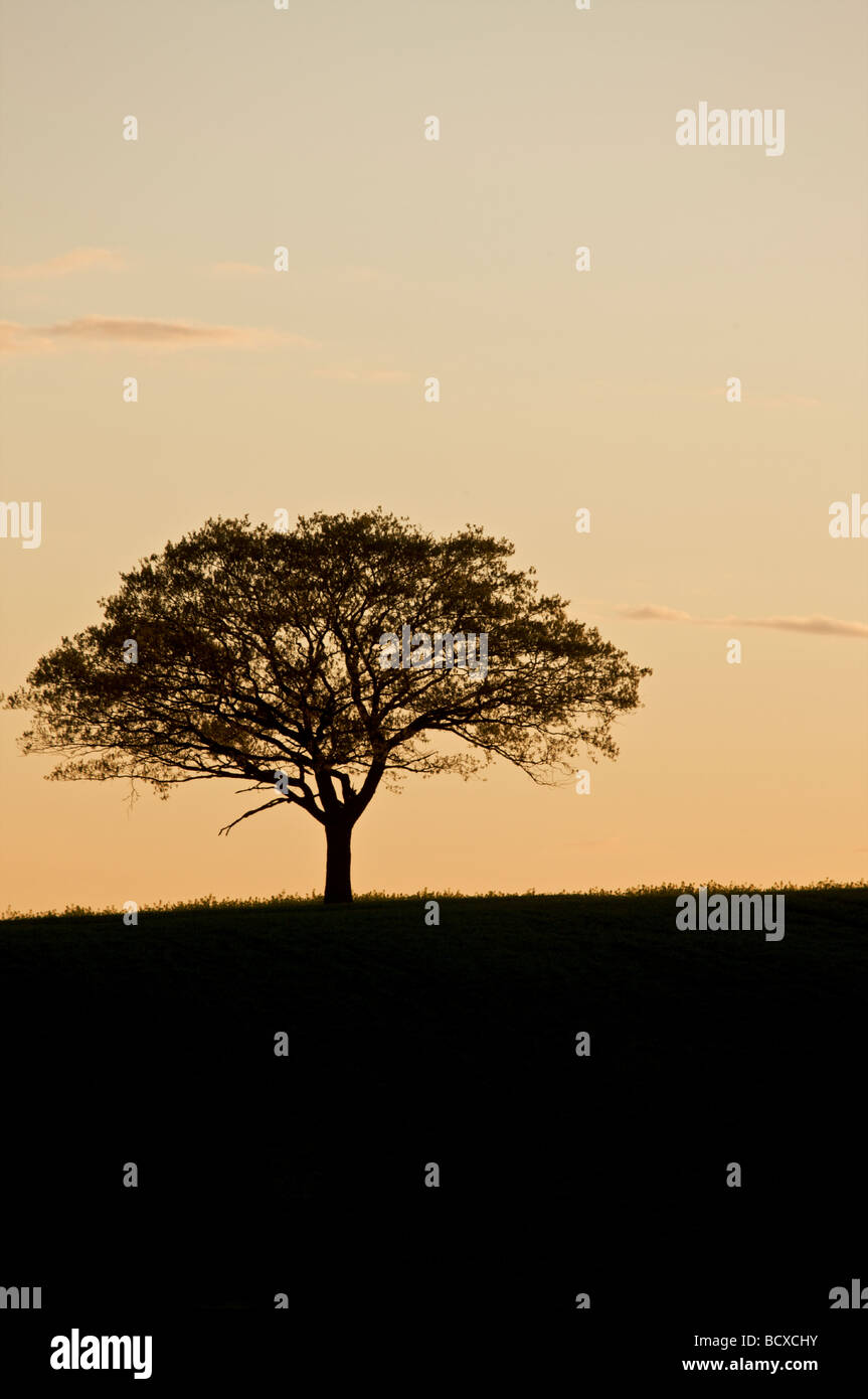 Ein einzelner Baum bei Sonnenuntergang in der englischen Landschaft Stockfoto