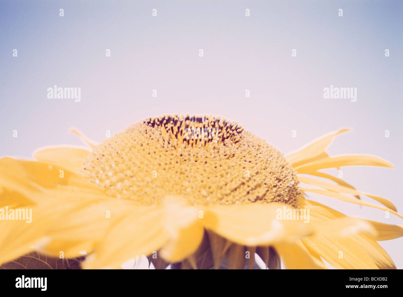 Nahaufnahme mit schönen Sonnenblumen in der Sommersaison Stockfoto