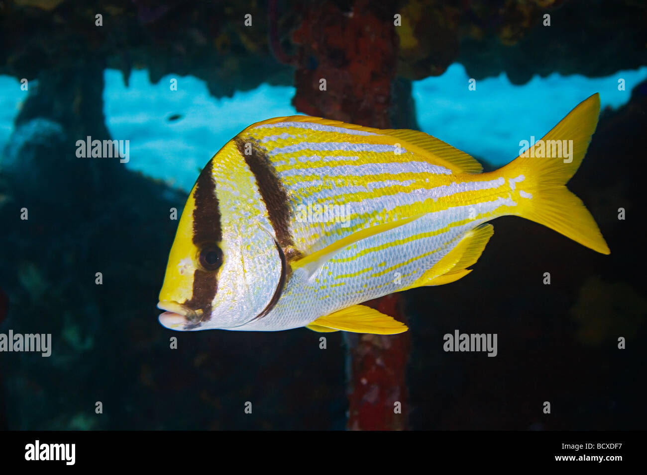 Porkfish Anisotremus Virginicus West End Atlantik Bahamas Stockfoto