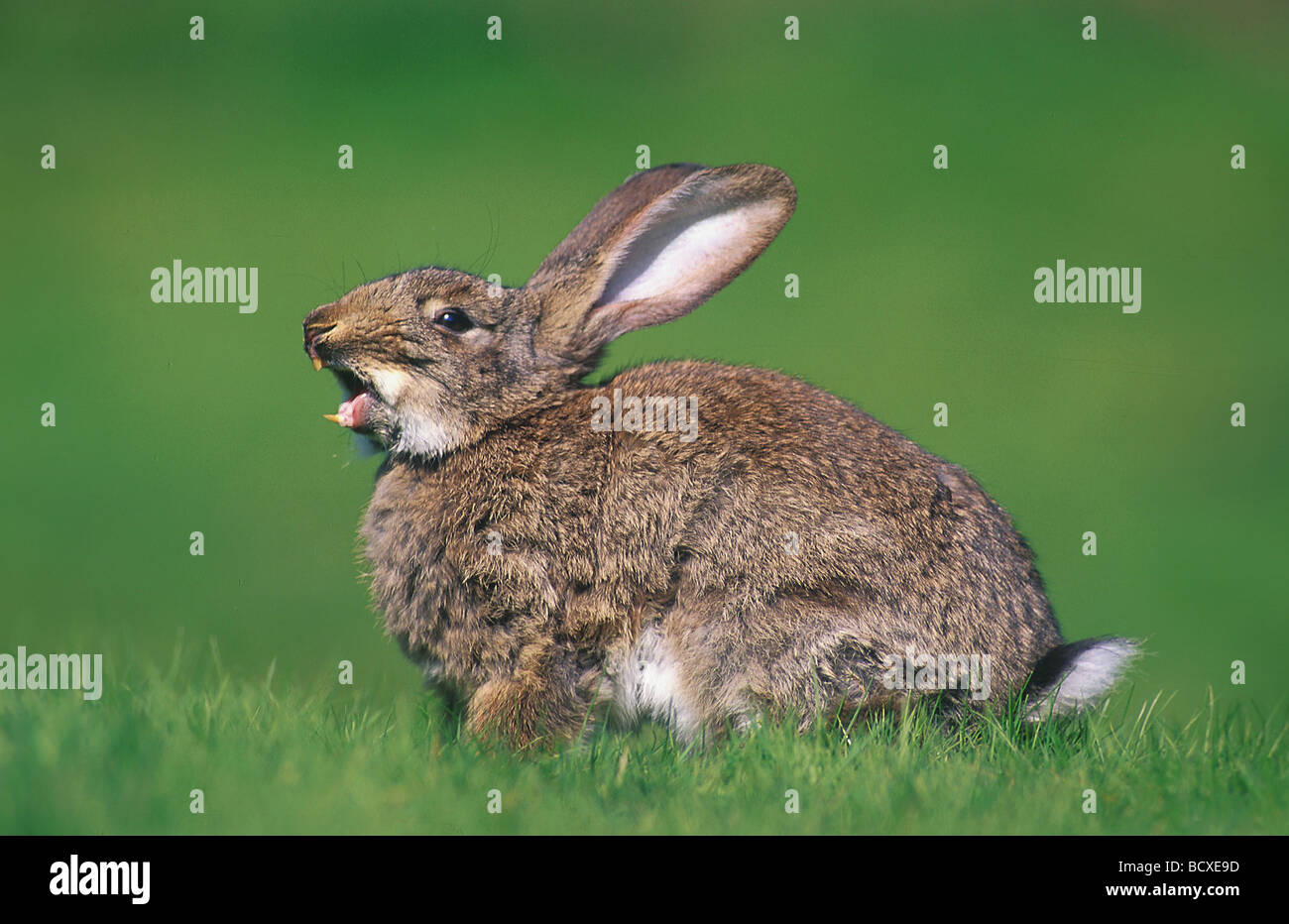 Hauskaninchen, im Gras, gähnen. Deutschland Stockfoto