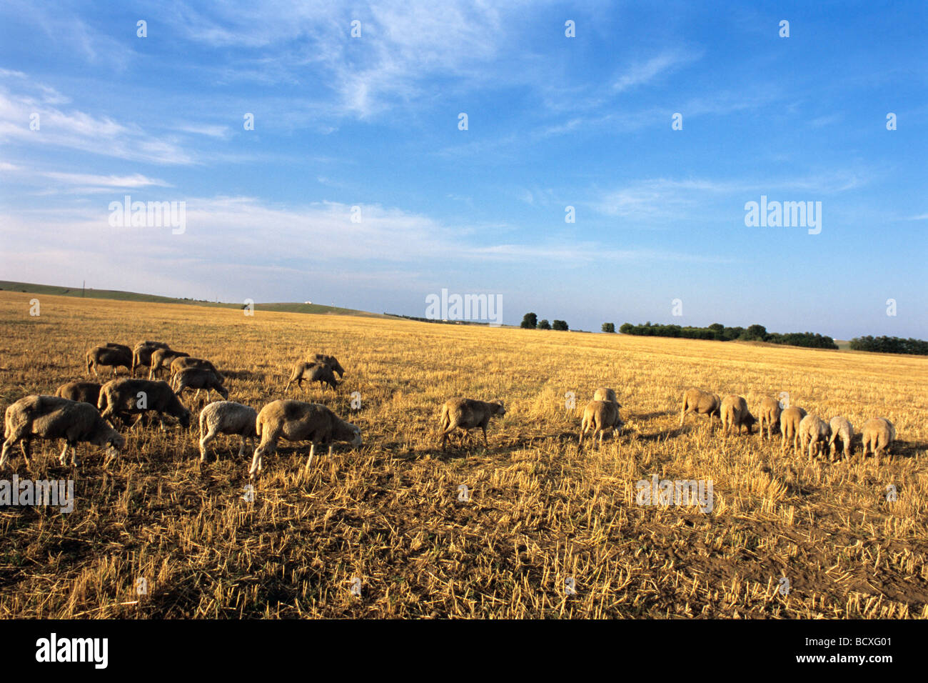 Tiere essen auf Getreidefeld bei blauem Himmel im Hintergrund Stockfoto