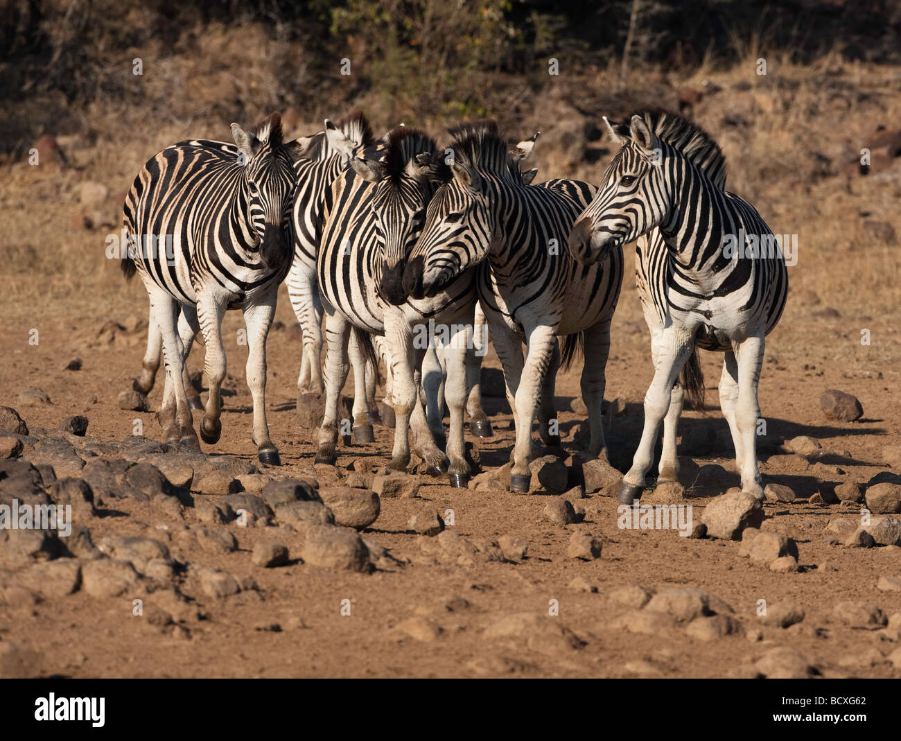 Zebra-Interaktion Stockfoto