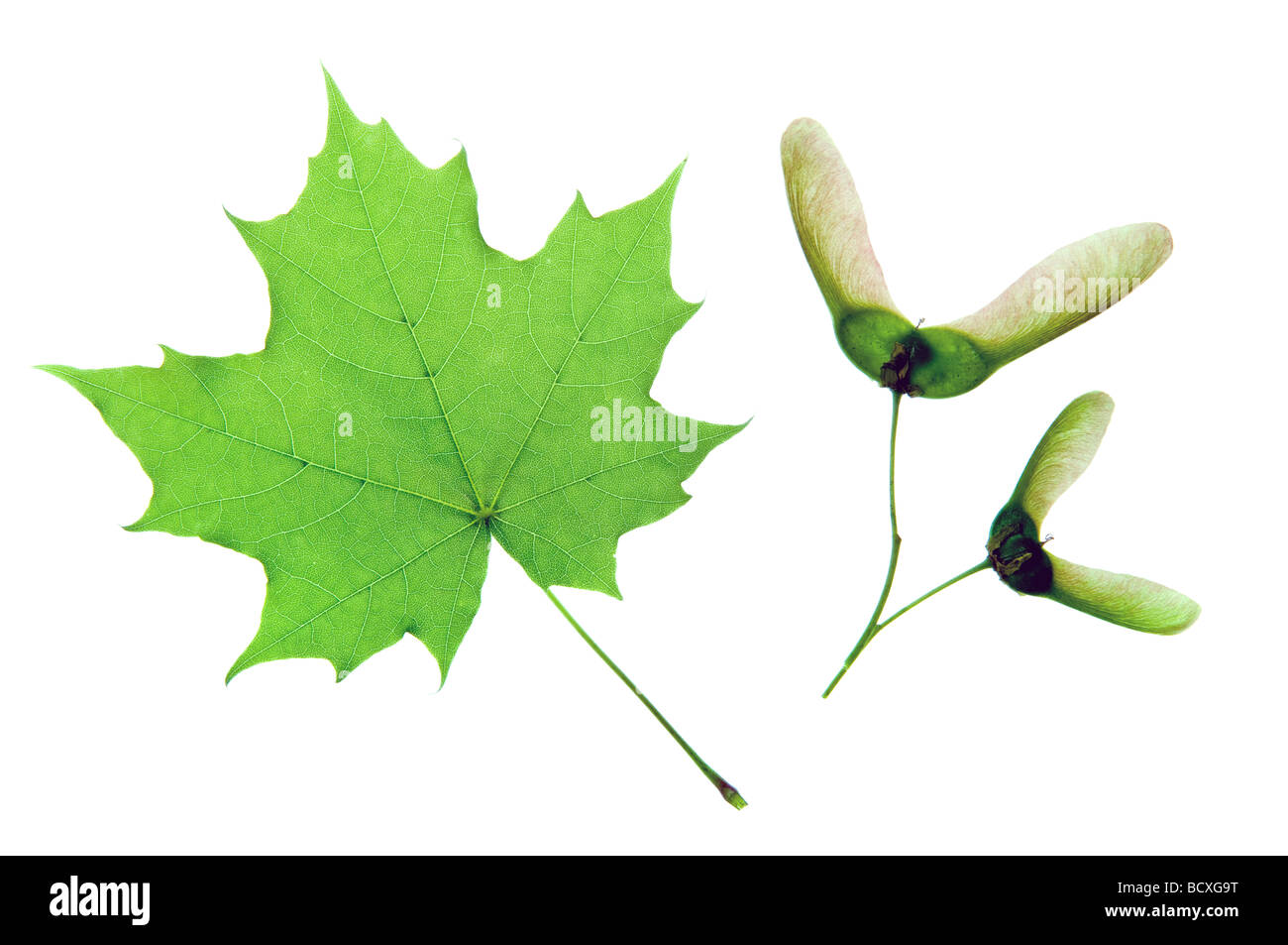 Grüne Ahornblatt isoliert auf weiss Stockfoto