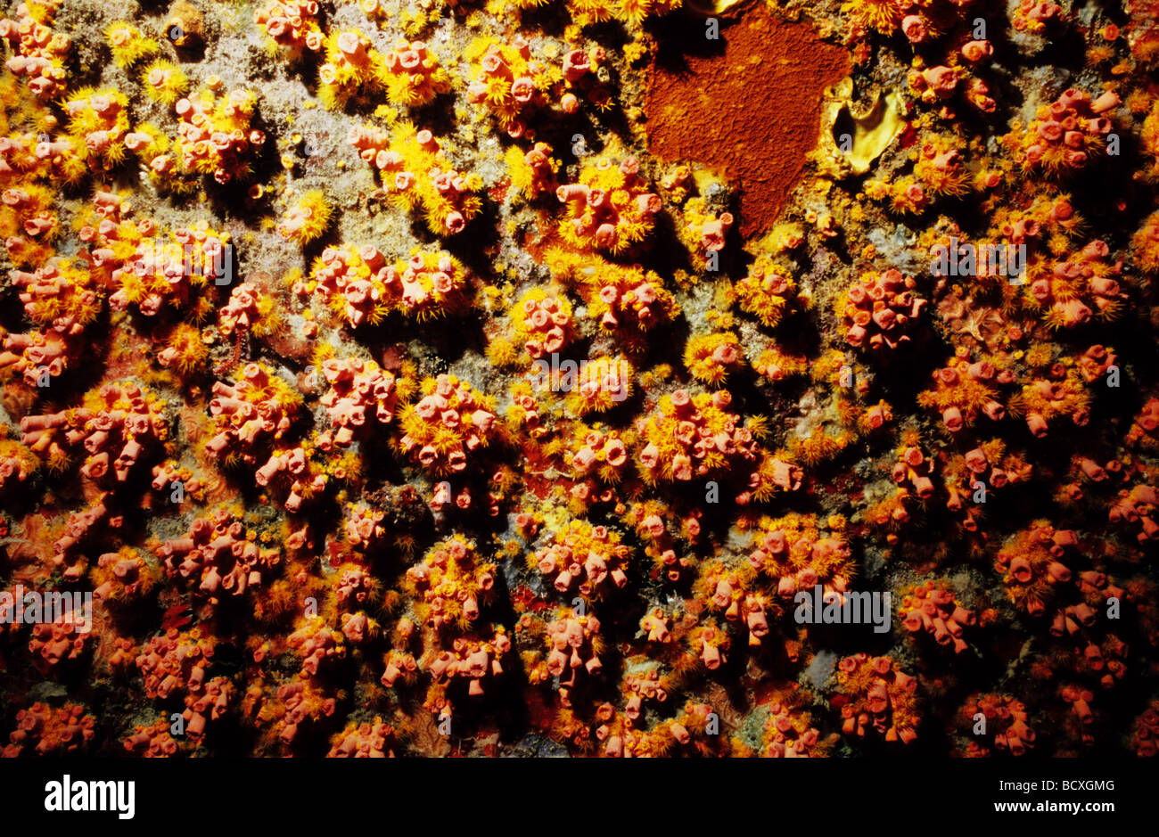 Erstaunliche Unterwasserwelt Unterwasserwelt von Grenada, West Indies. Tubastra. Tasse Korallen. Nesseltieren, Mitglieder dieser Gruppe Phylum. Stockfoto