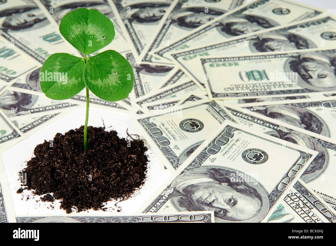 junge Pflanze und Dollar wachsendes Konzept Geld Stockfoto