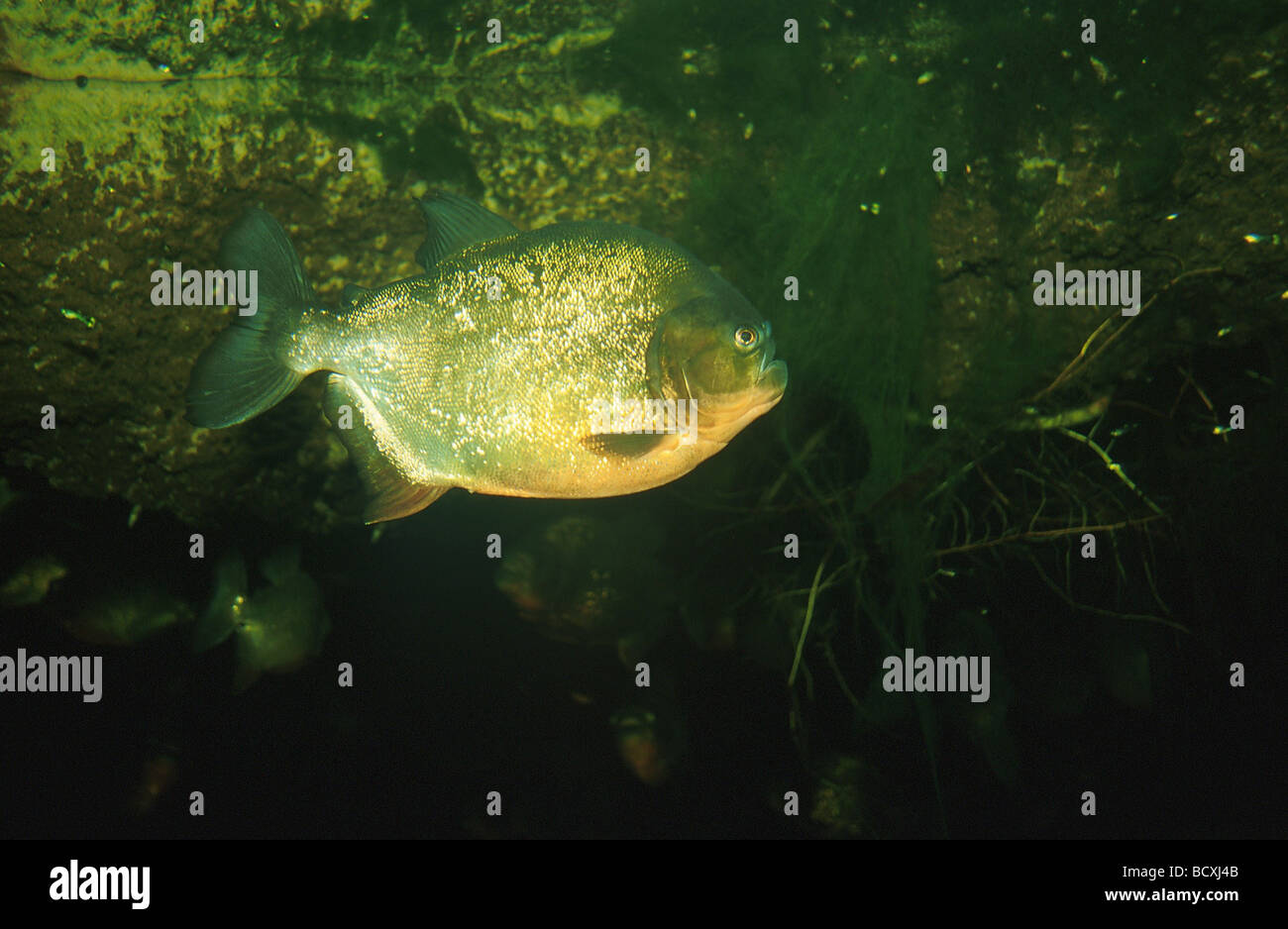 Serrasalmus Nattereri / roter Piranha / Natterer Piranha Stockfoto