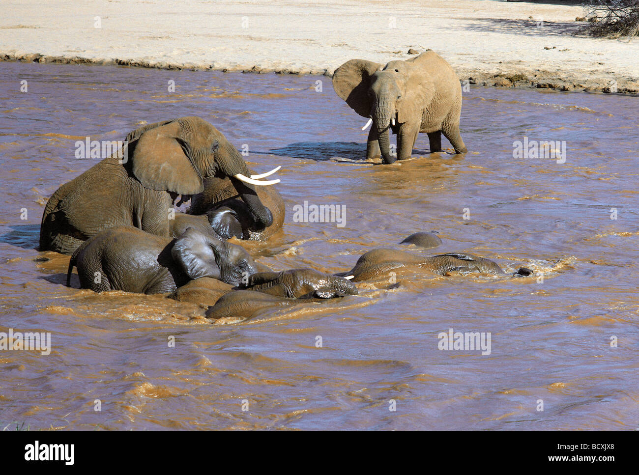 Afrikanische Elefanten spielen, Baden und trinken in den Uaso Nyiro Fluss Samburu National Reserve Kenia in Ostafrika Stockfoto