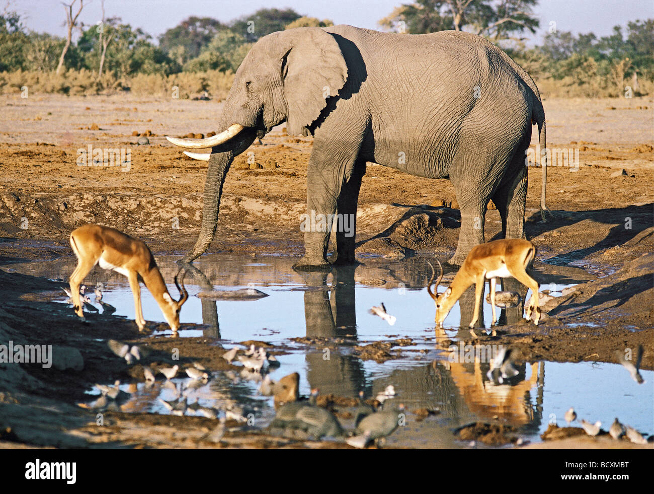 Elefant und Impala trinken am Wasserloch Savuti Süd-Botswana-Südafrika Stockfoto