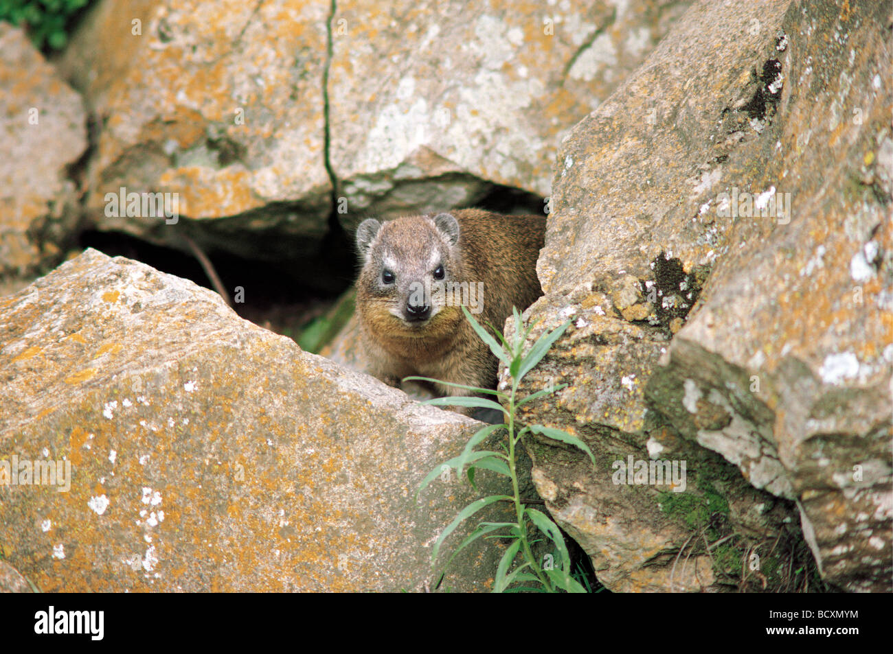 Rock Hyrax HETEROHYRAX BRUCEI gucken aus einem Loch in den Felsen Kenia in Ostafrika Stockfoto