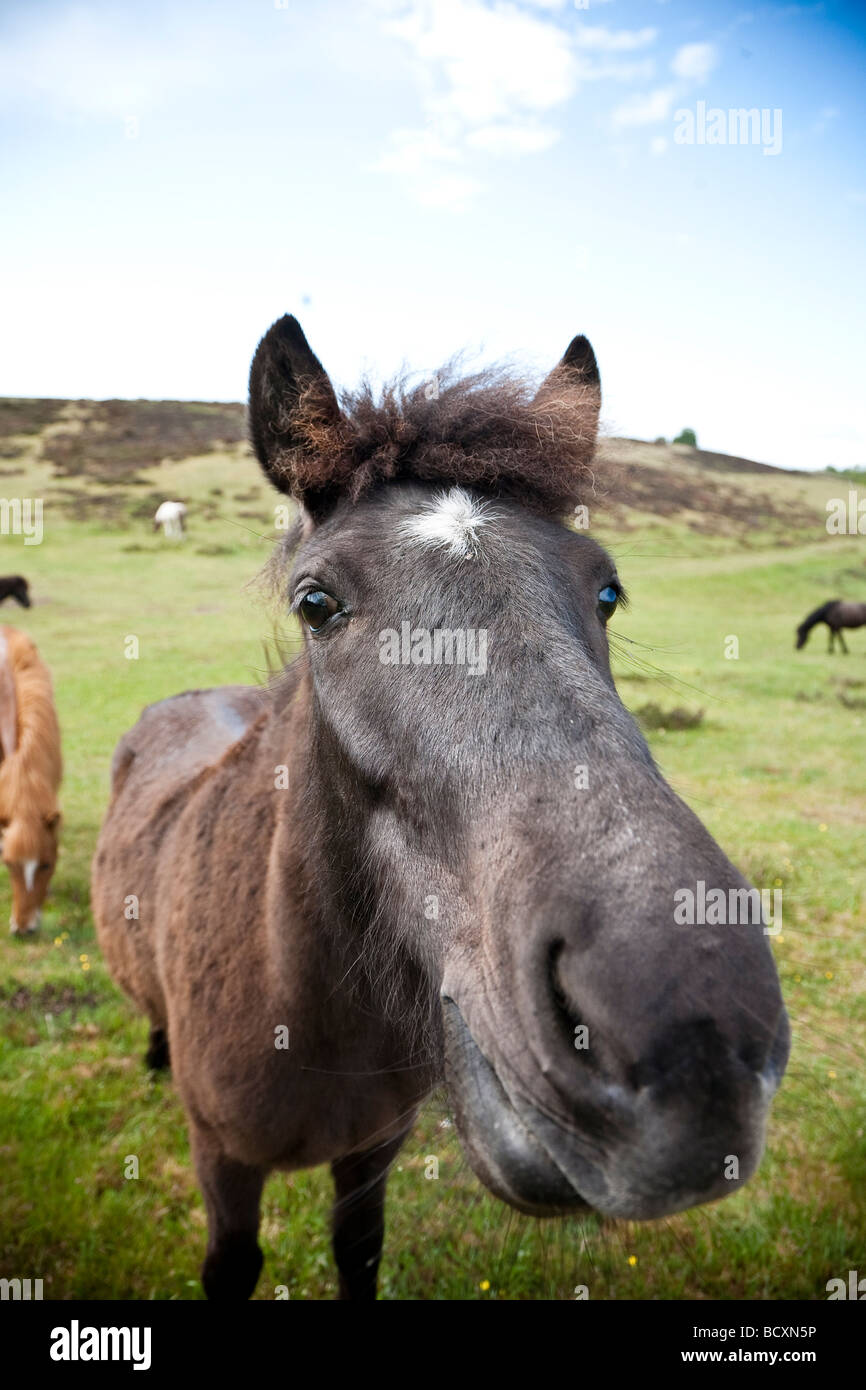 Neugierig Horese im freien Blick in Kamera Stockfoto