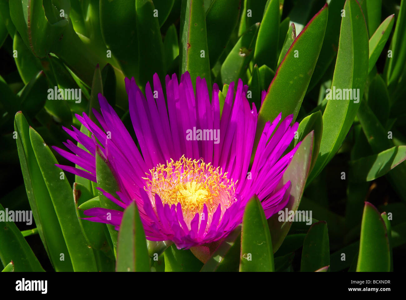 Essbare Mittagsblume Eis Pflanze 04 Stockfoto