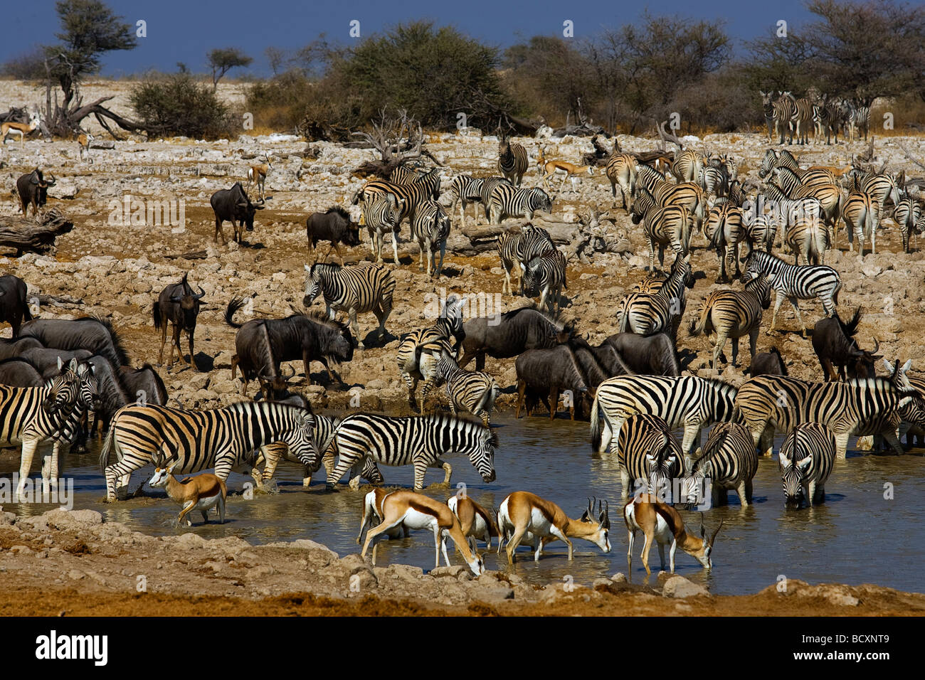 Zebras, Gnus und Springböcke in Okaukuejo Wasserloch, Etosha Nationalpark, Namibia Stockfoto