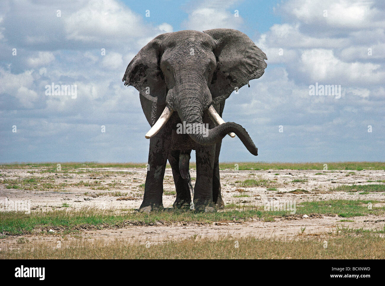 Ältere männliche Elefantenbullen entspannende Ruhe seinen Rüssel auf Stoßzahn Amboseli Nationalpark Kenia in Ostafrika Stockfoto