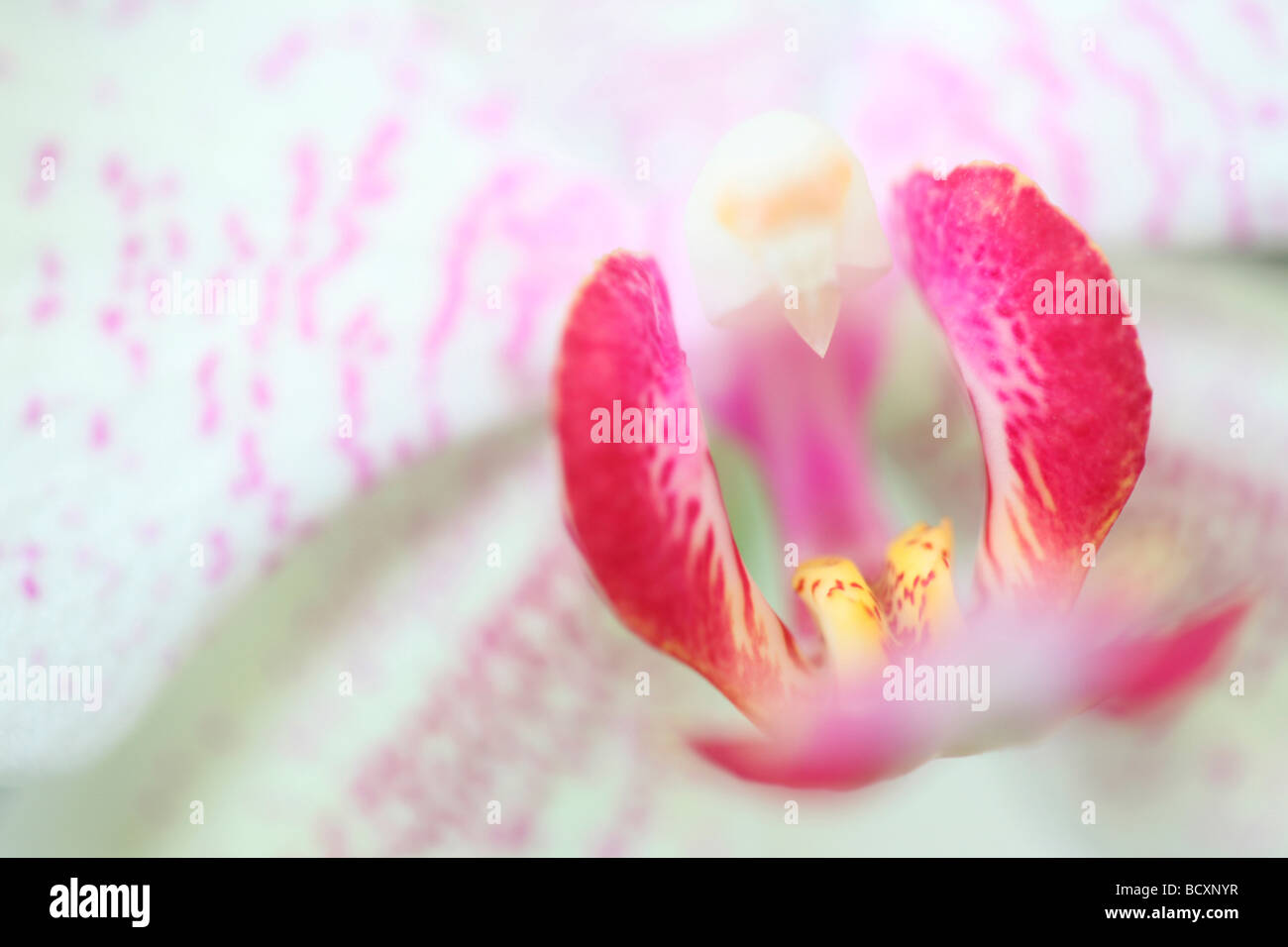 Phalaenopsis Mimosa Nahaufnahme Kunstfotografie Jane Ann Butler Fotografie JABP323 Stockfoto