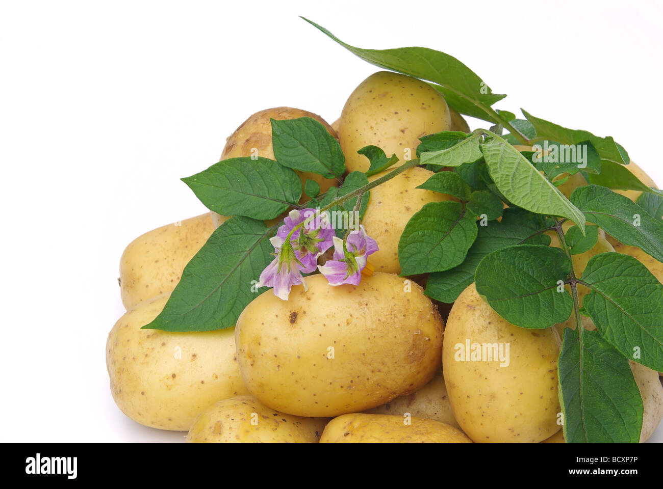 Kartoffel Kartoffel 05 Stockfoto