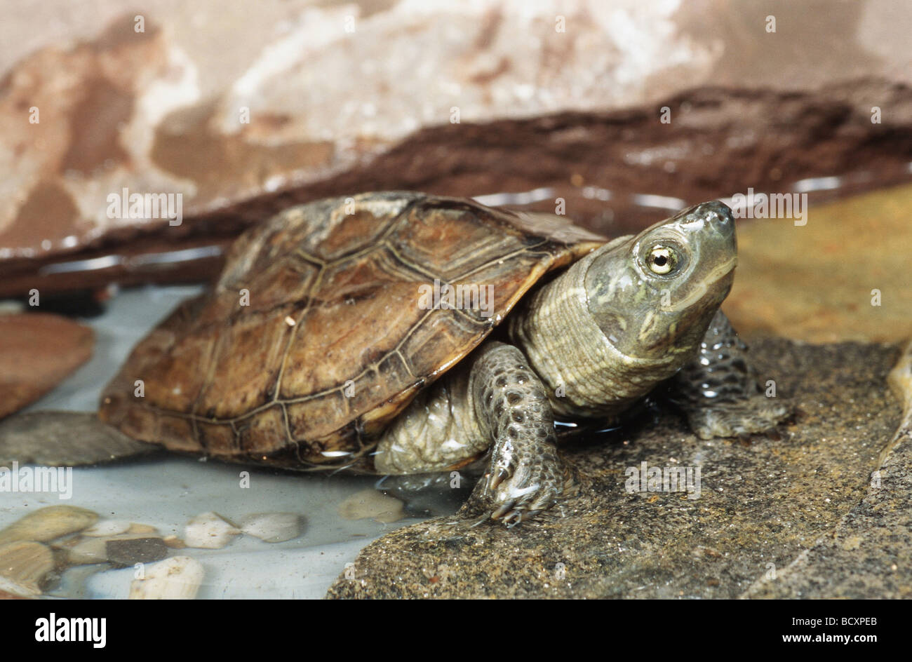 Reeves Schildkröte / chinesische drei gekielt Teich Schildkröte / Chinemys Reevesii Stockfoto