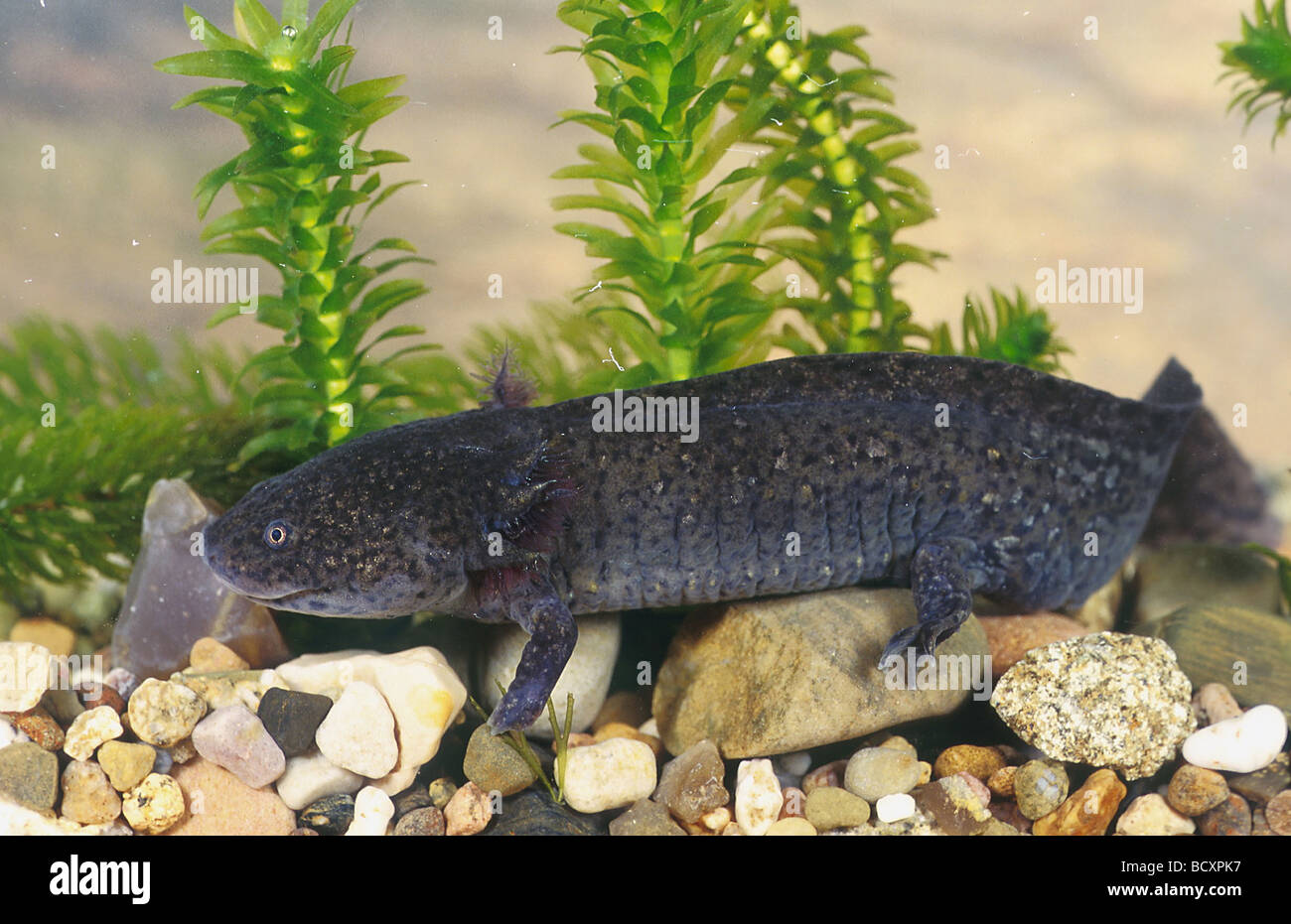 Axolotl (Z.B. geschieht) unter Wasser Stockfoto