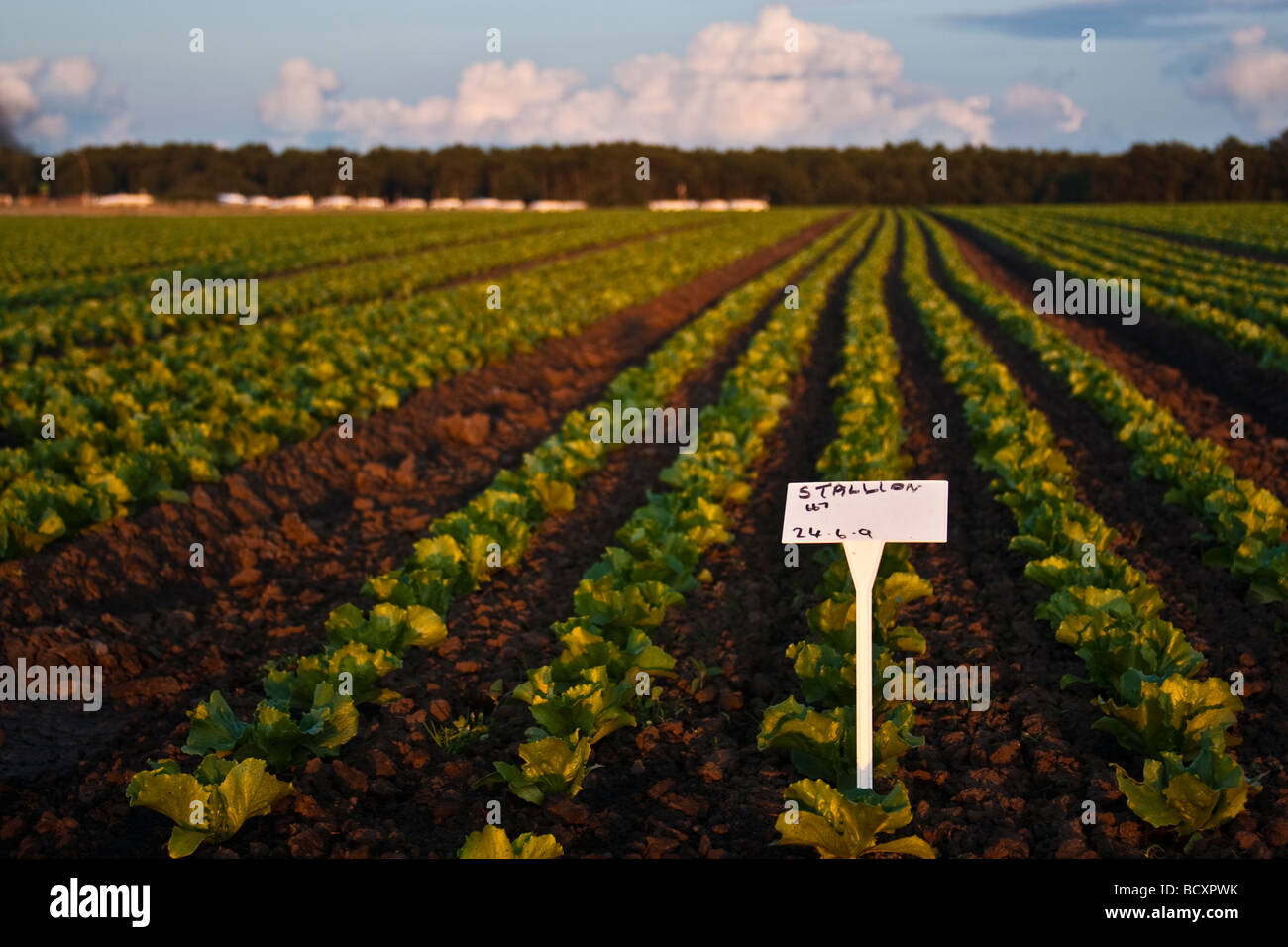 Linien der Salat gesät in den Bereichen in der Vegetationsperiode Stockfoto