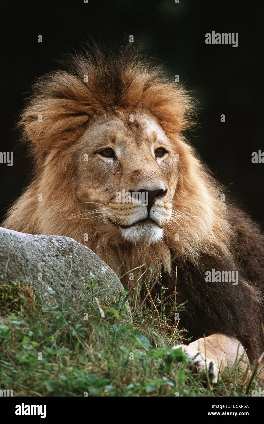 Asiatischer Löwe, indischer Löwe (Panthera leo persica). Porträt eines erwachsenen Mannes in einem Zoo Stockfoto