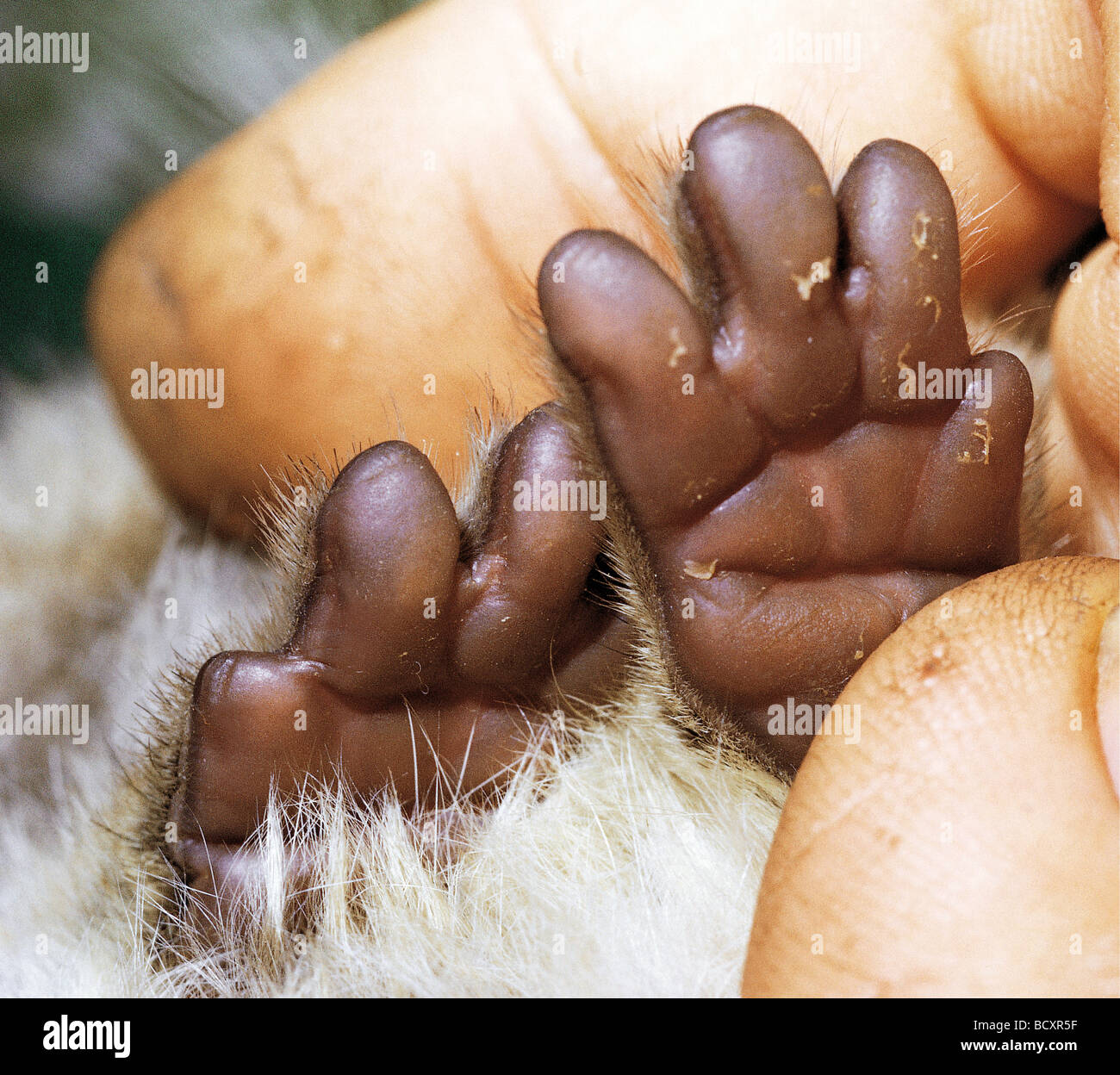 Nahaufnahme der Vorderpfoten KenyaTree Schliefer Dendrohyrax arboreus Stockfoto