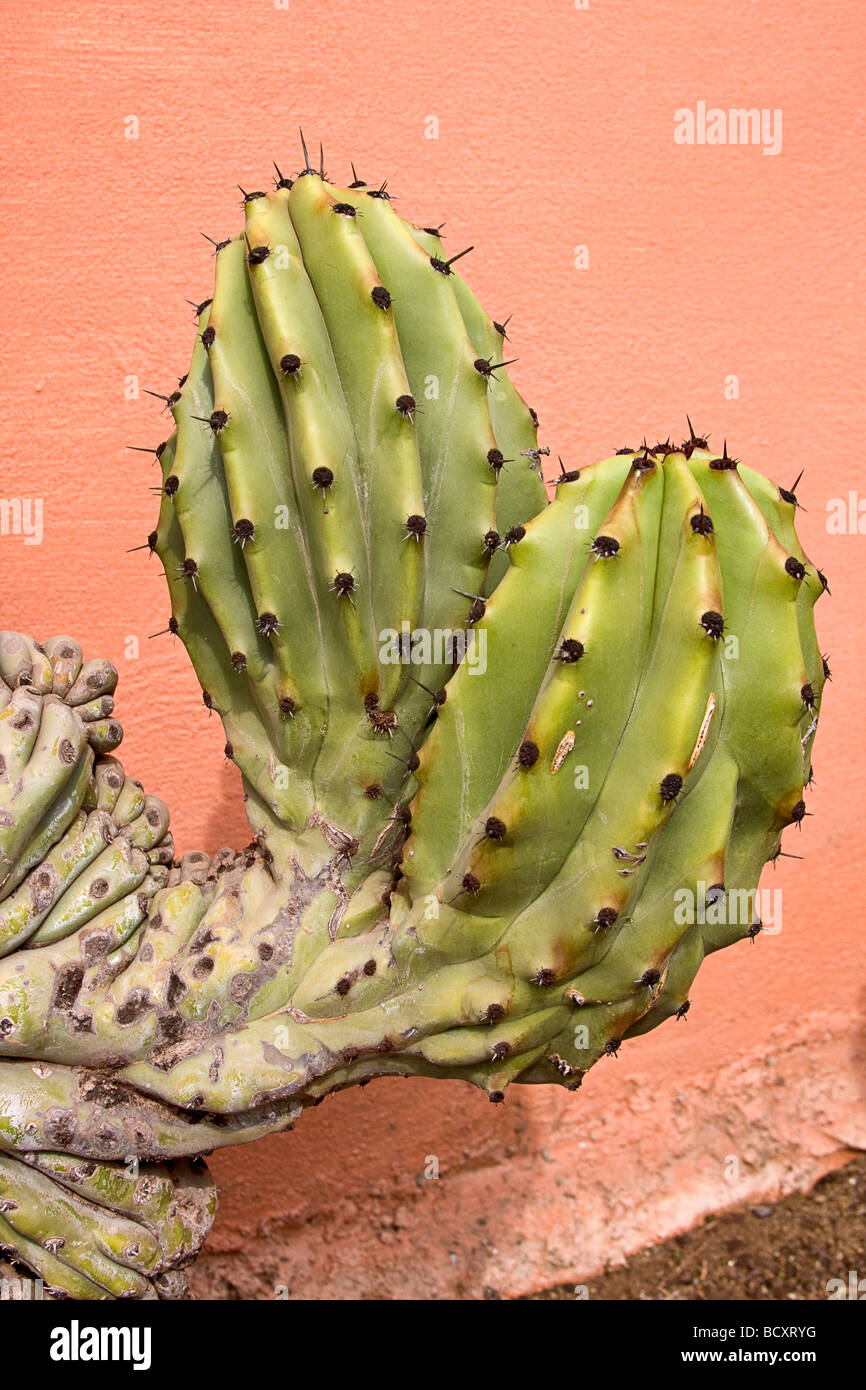 Seltsam wächst geformte Kaktus, gegen eine bunte Wand in El Quelite, Mexiko Stockfoto